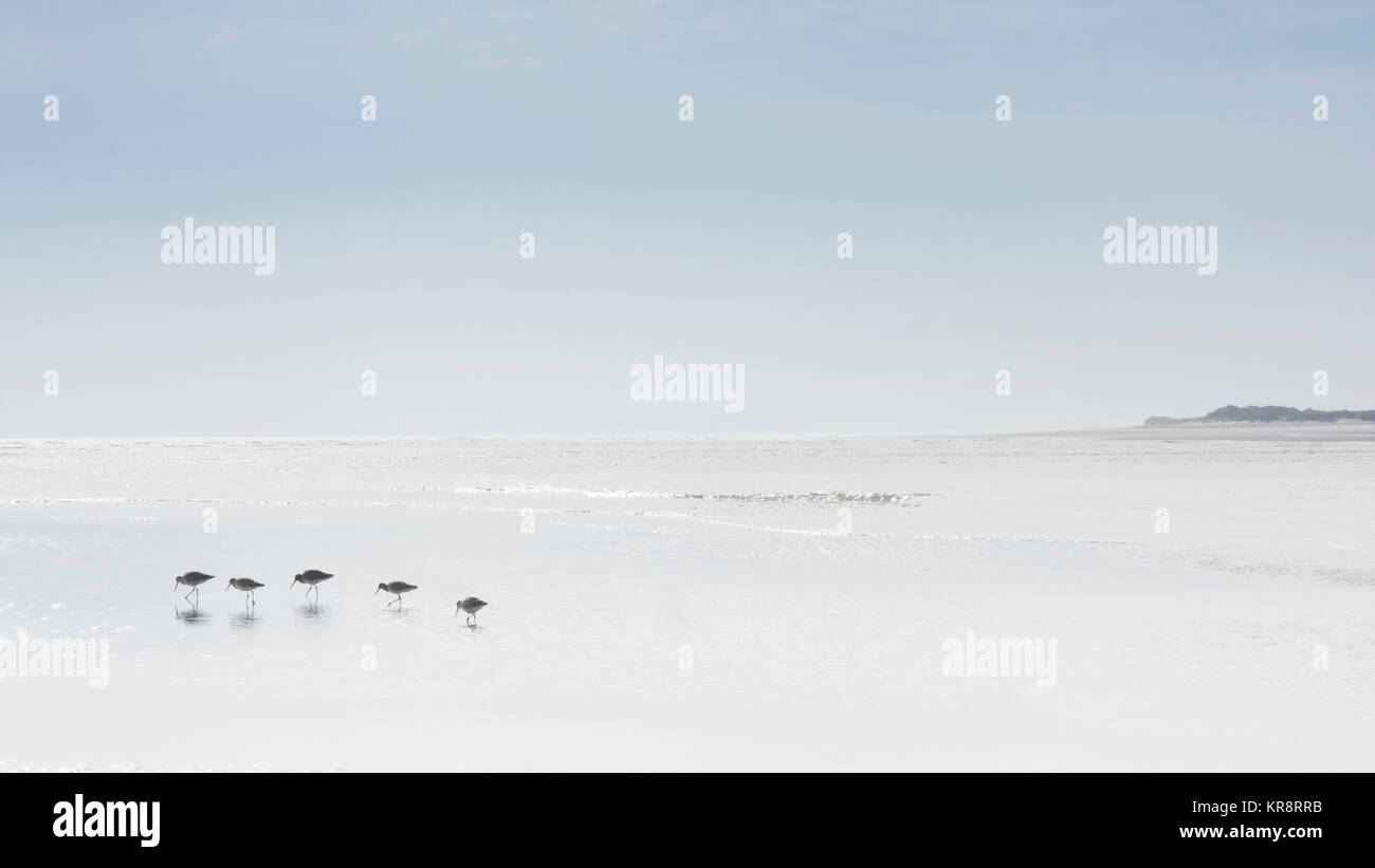 Oiseaux walking on beach Banque D'Images