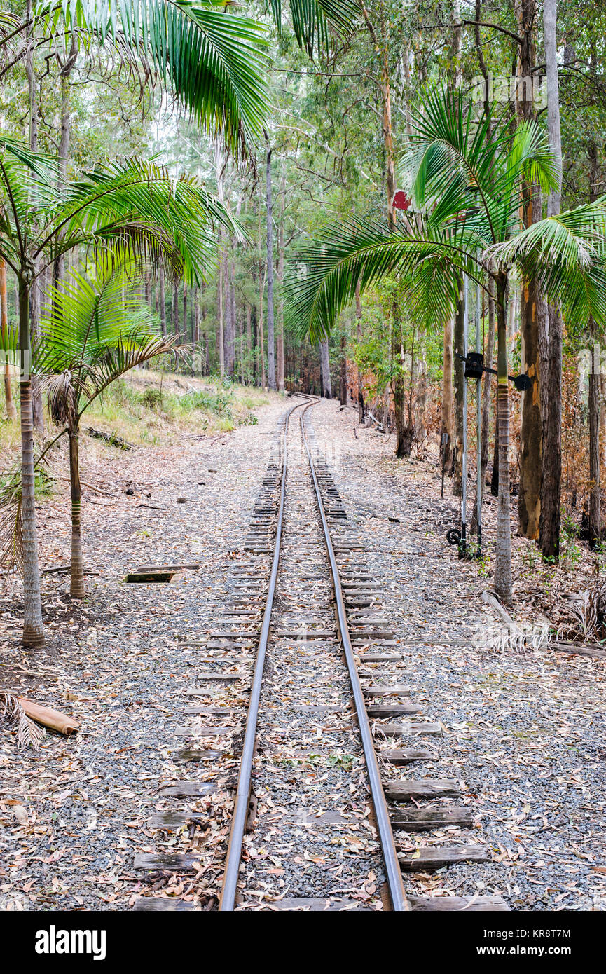 L'Australie, Nouvelle Galles du Sud, voie de chemin de fer en forêt de palmiers Banque D'Images
