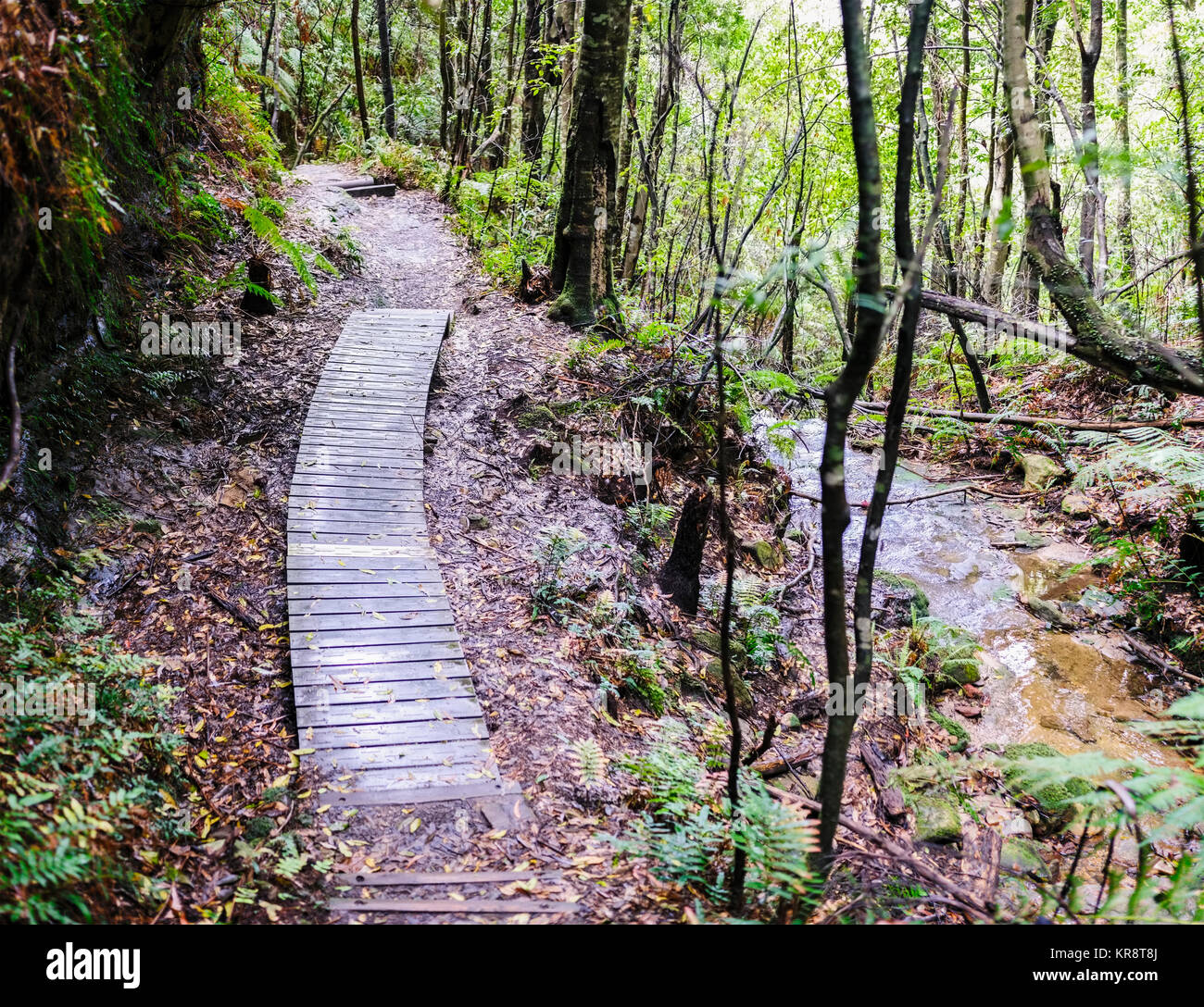 Chemin à travers bois forêt Banque D'Images