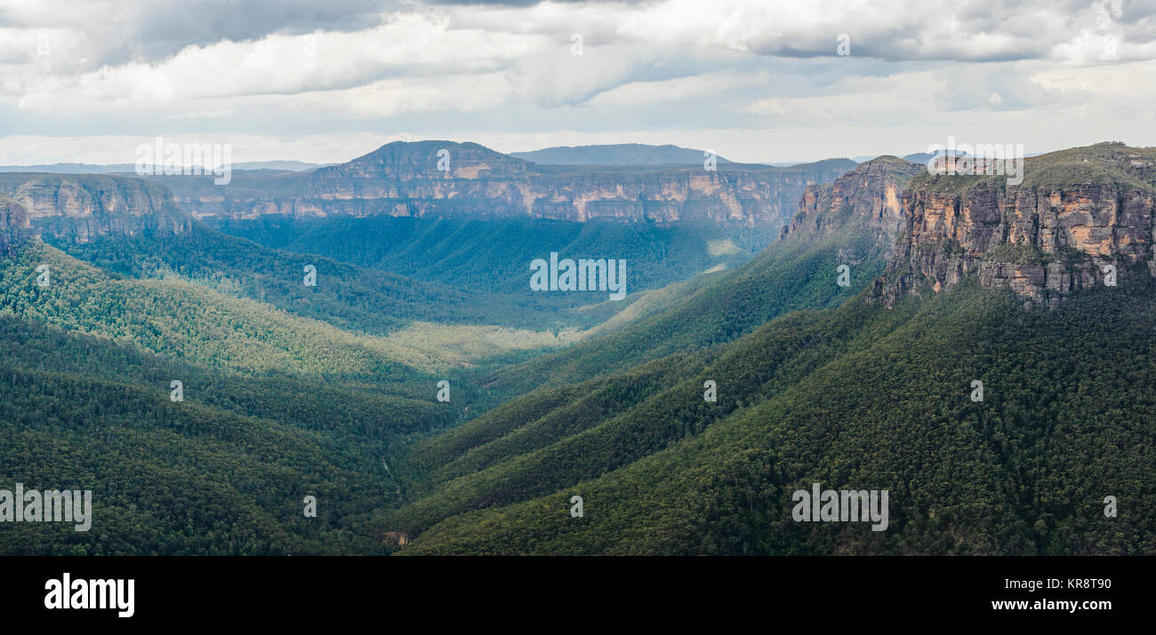 Canyon envahies par la forêt Banque D'Images