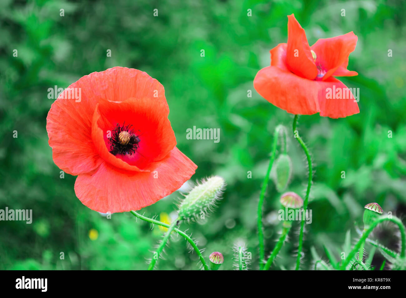 Chefs de coquelicots Banque D'Images