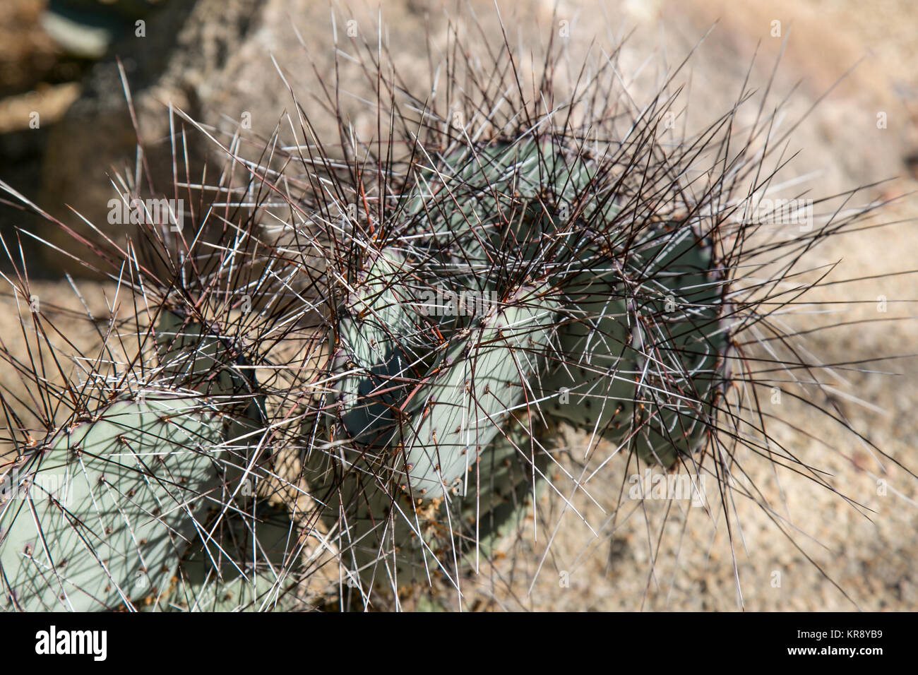 Jardin botanique du désert de cactus, close-up, Phoenix, Arizona Banque D'Images
