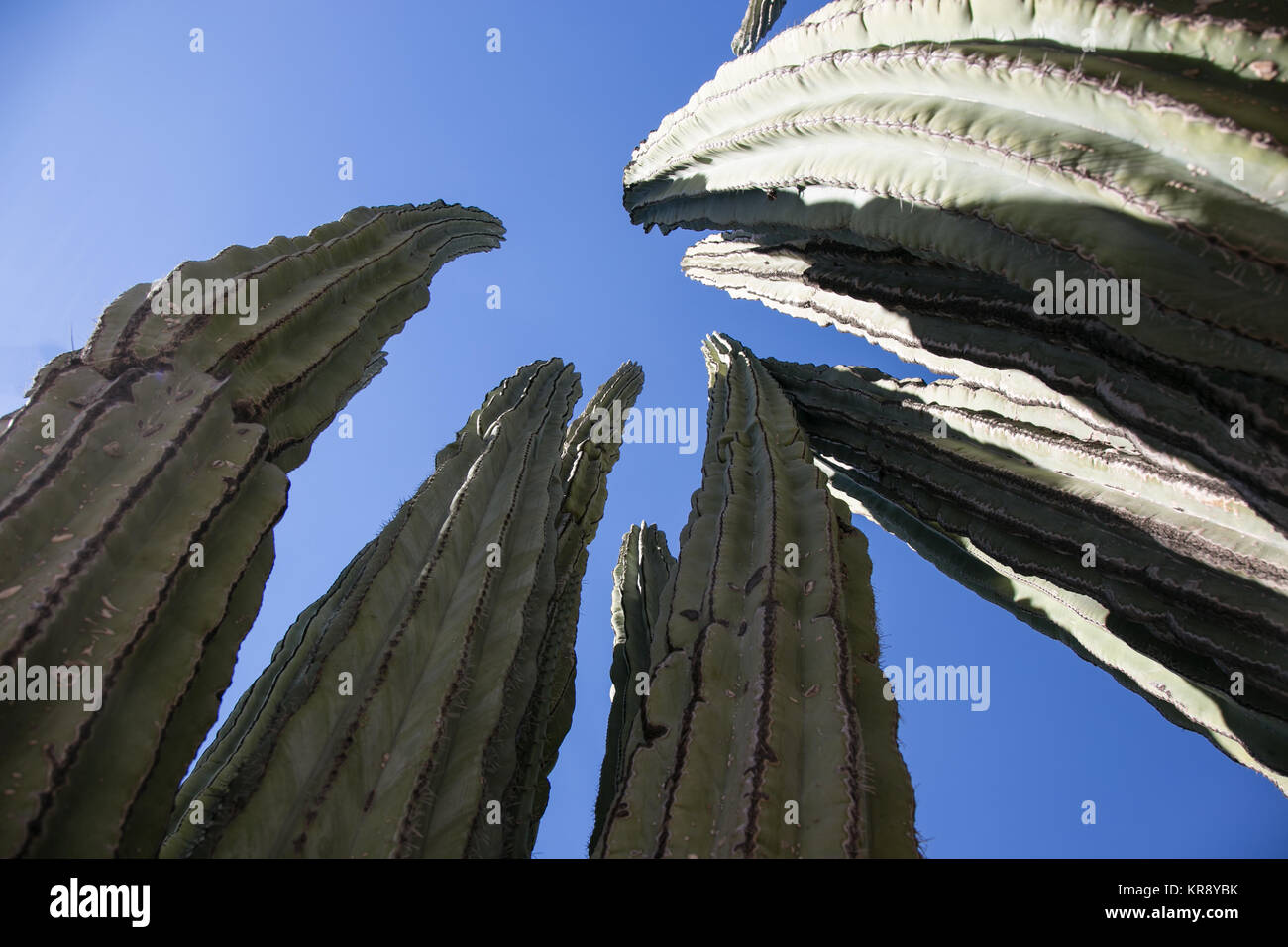 Jardin botanique du désert de cactus, close-up, Phoenix, Arizona Banque D'Images