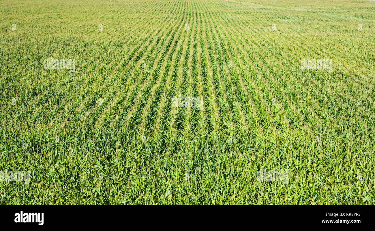 Un portrait d'un champ de maïs dans la rivière Skagit Valley près de Laconner, Washington, USA. Banque D'Images