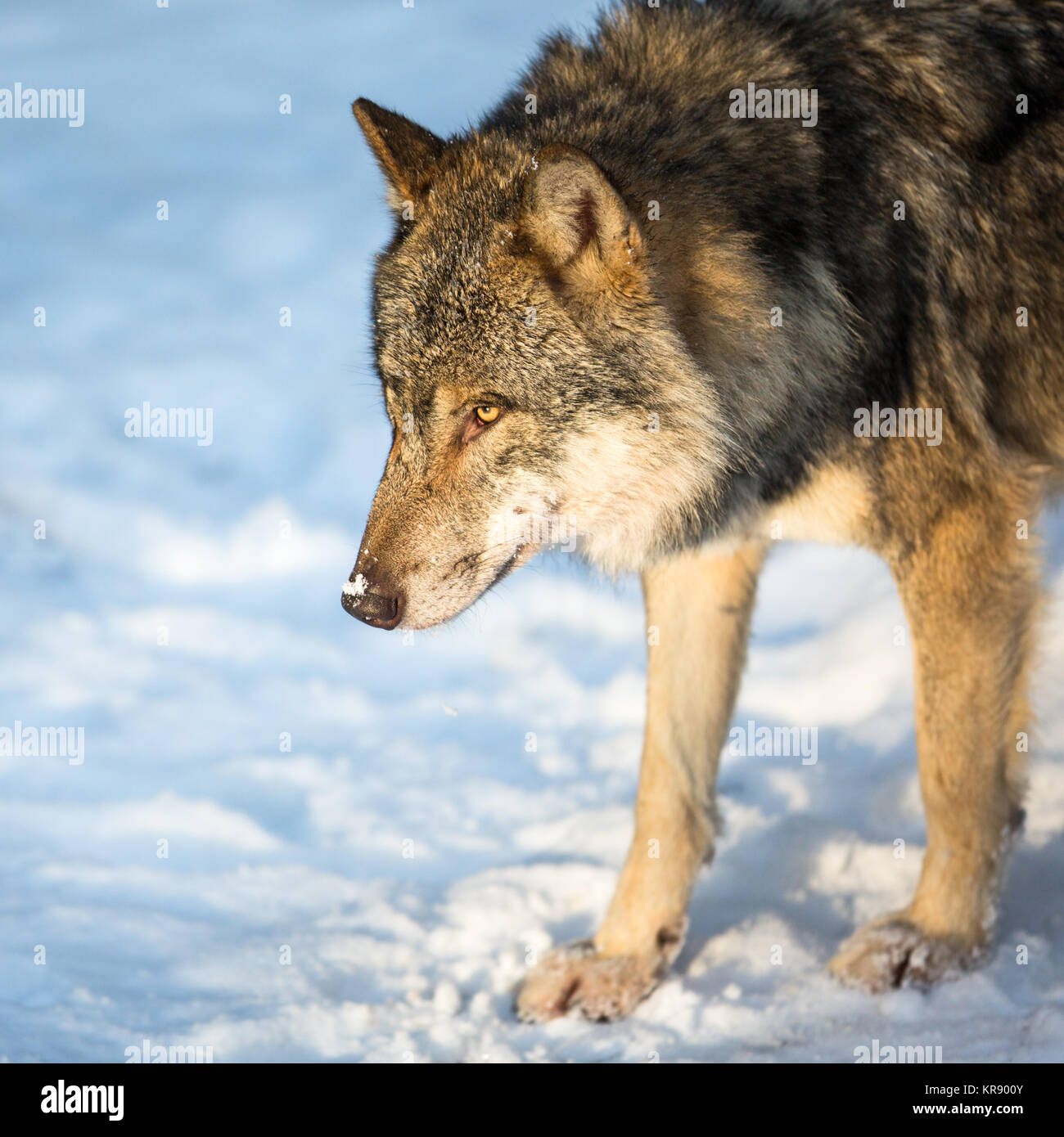 Eurasienne/grey wolf (Canis lupus) Banque D'Images