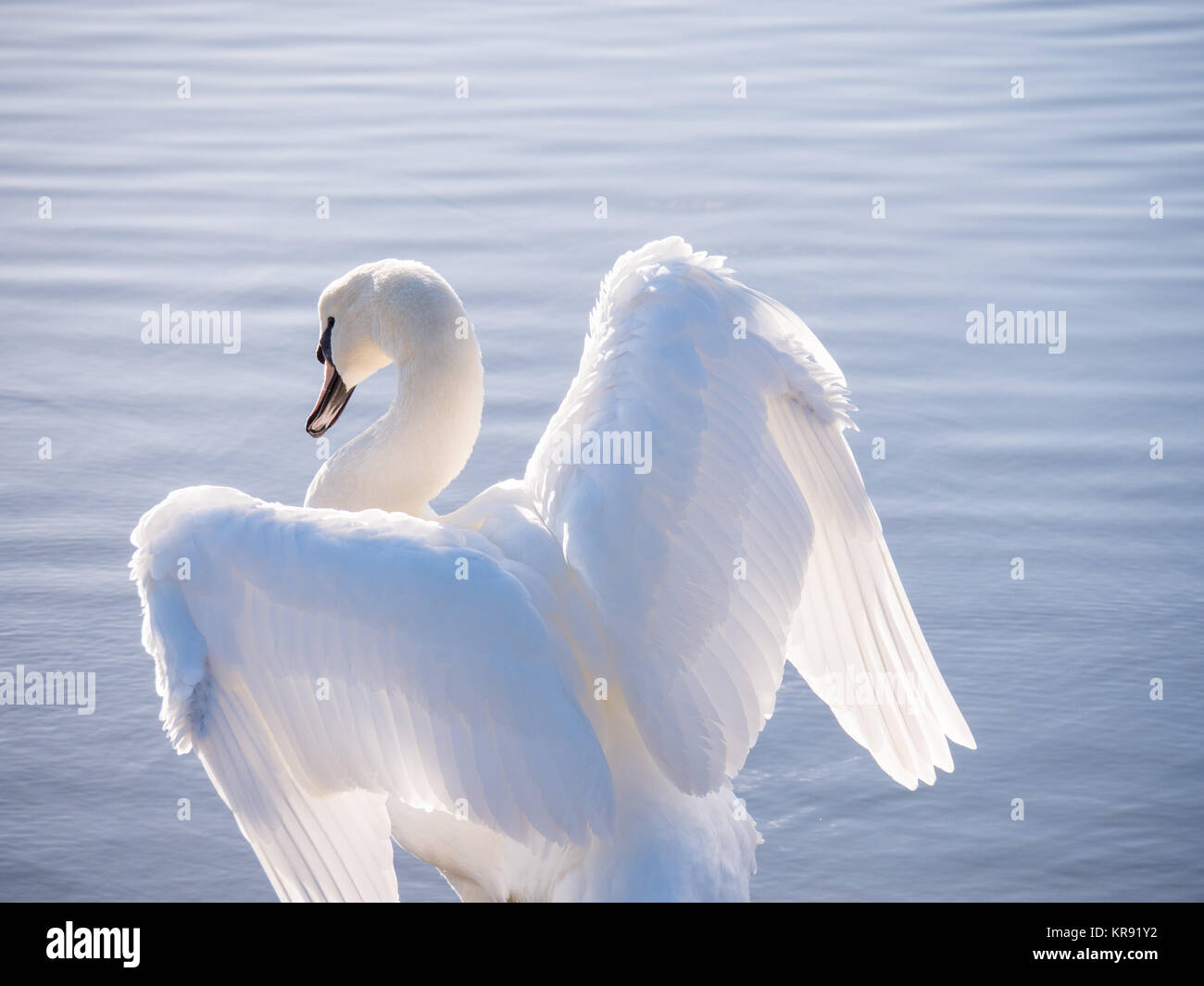 Un bouton mute swan (Cygnus olor) piscine en basse lumière du soir sur le lac Fairhaven à Lytham St Annes, Lancashire Banque D'Images