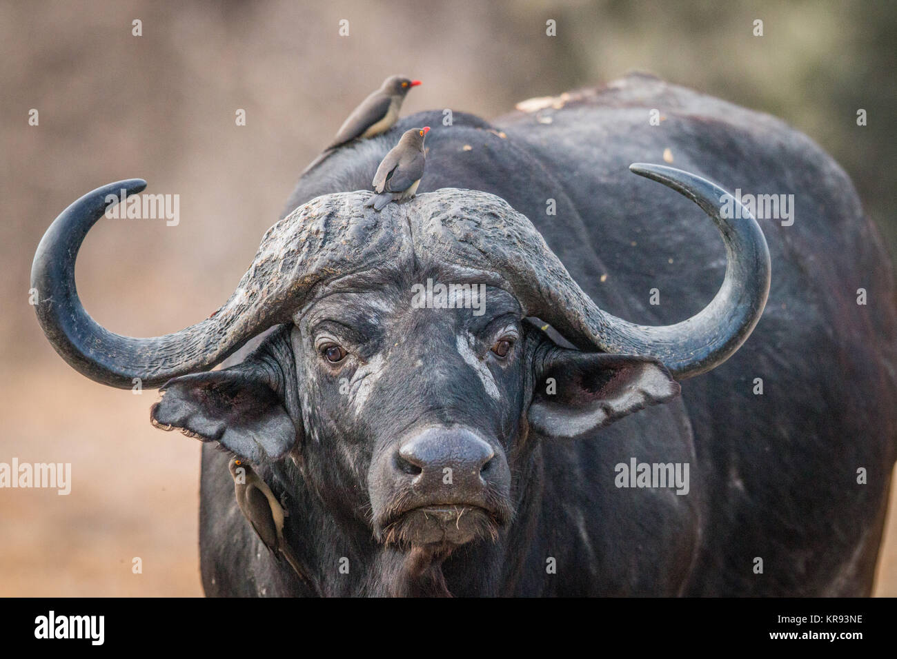 Avec un Buffalo avec Oxpeckers sur lui. Banque D'Images