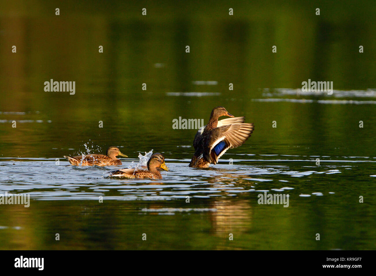 des canards colverts au soleil du soir Banque D'Images