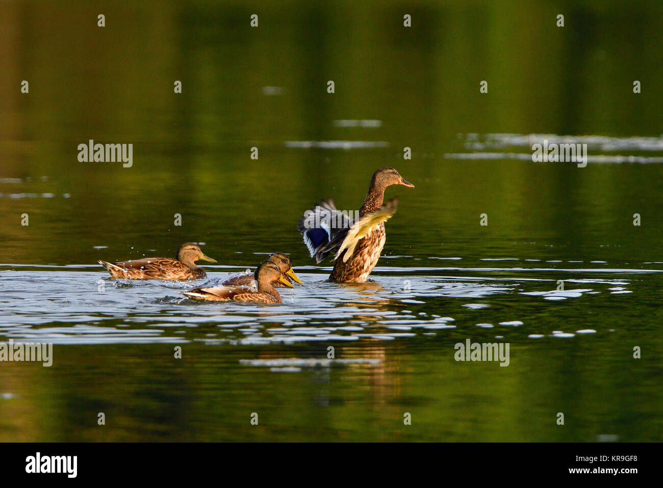 des canards colverts au soleil du soir Banque D'Images