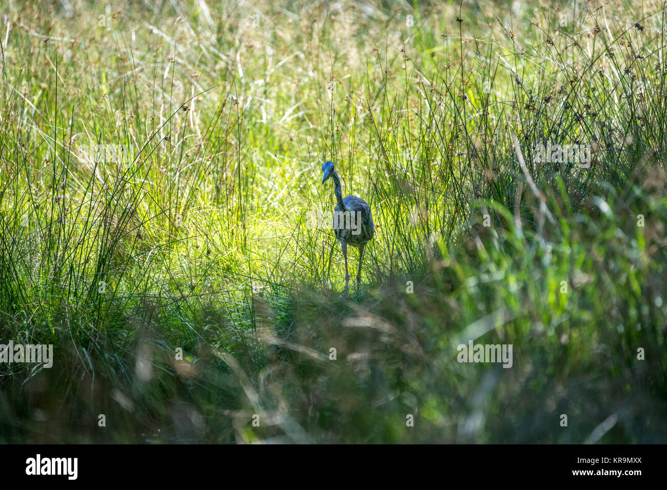 Graureiher, Jagen, Teich, Fisch, Anschleichen, Fischen, Gras, Jagd Banque D'Images