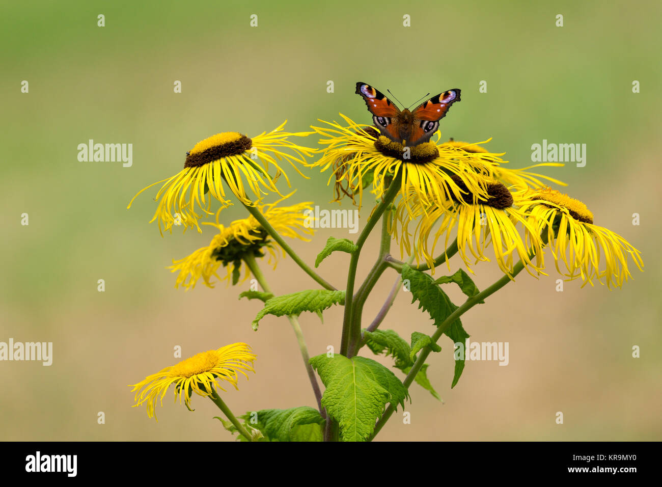 Tagpfauenauge, Alant, Blume, Schmetterling, Falter, Augen, Garten, Blüten Banque D'Images