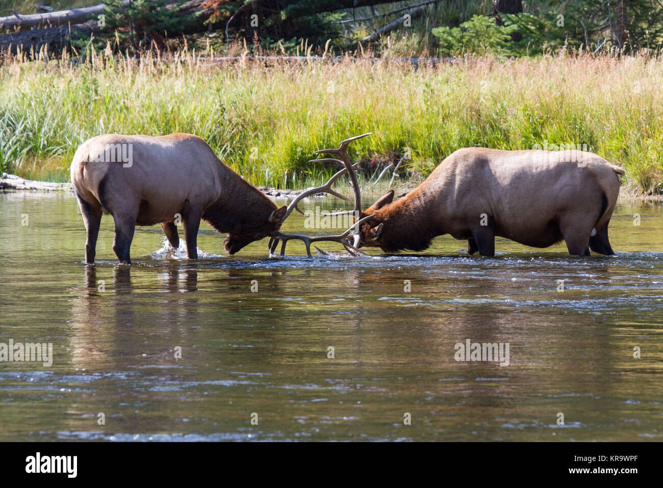 M. Hirsche a Wapiti Kämpfende suis rivière Madison. Les taureaux elk en difficulté au Madison River. Banque D'Images