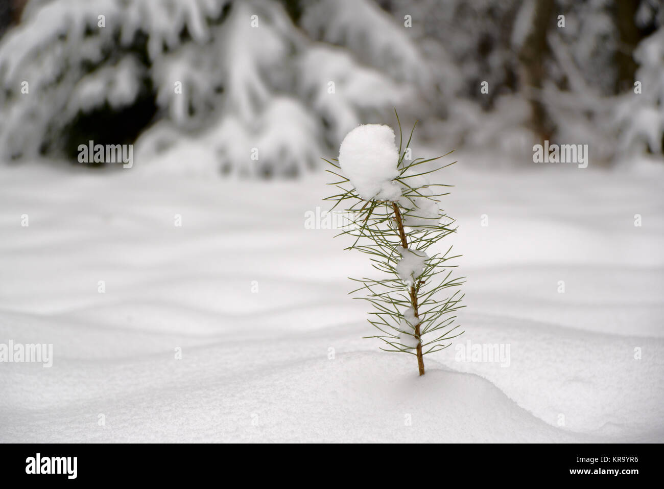 Petite pousse de pin sous la neige Banque D'Images