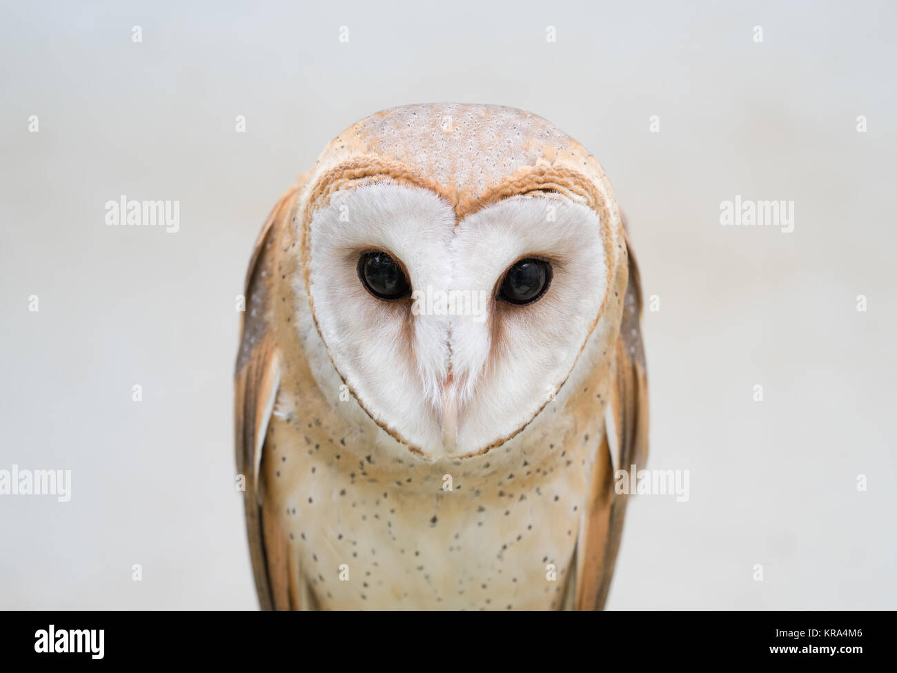 Common Barn Owl Banque D'Images