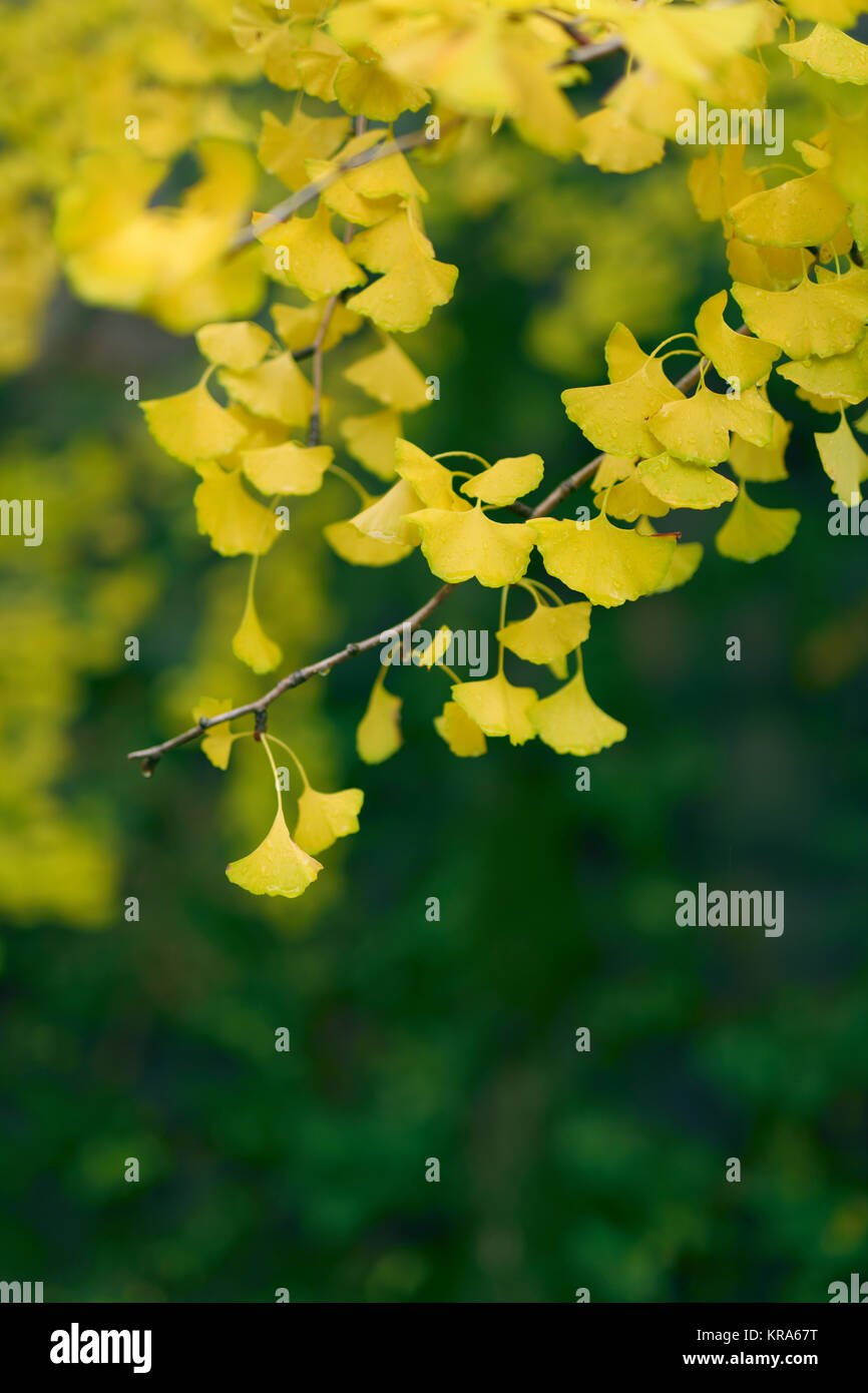 Gros plan artistique de belle, d'éventail le Ginkgo biloba arbre jaune des feuilles dans le jardin japonais. Arbre de ginkgo est un fossile vivant. Osaka, Japon. Banque D'Images