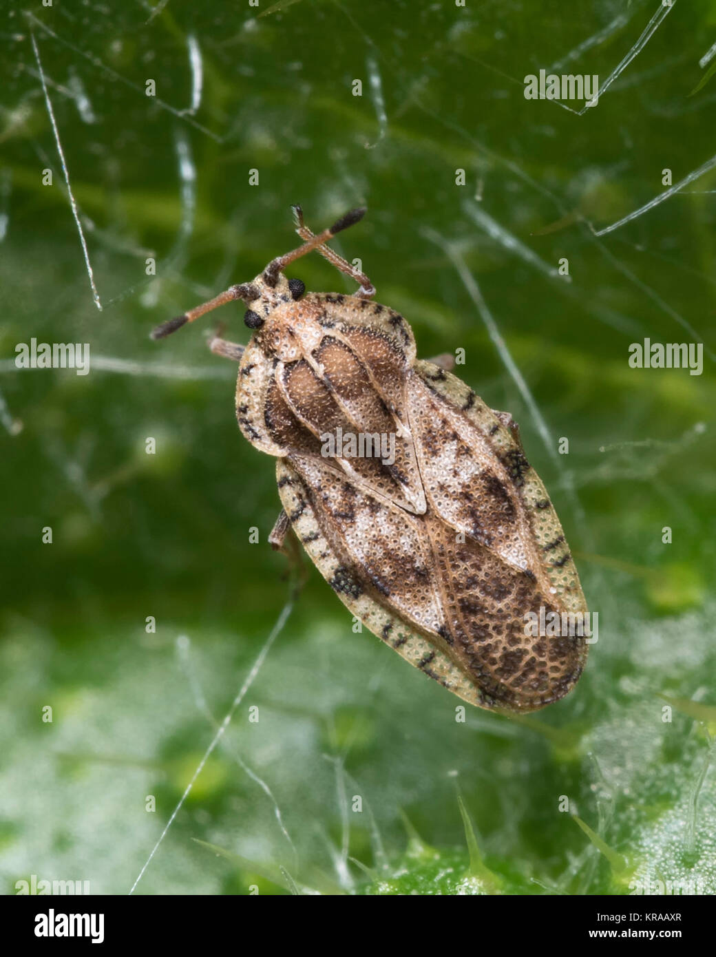 Spear Thistle Lacebug (Tingis cardui) lance le chardon des champs (Cirsium vulgare). Cahir, Tipperary, Irlande. Banque D'Images