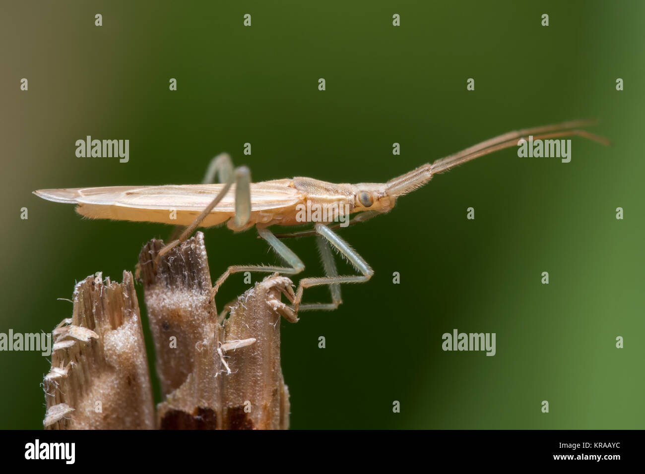 (Stenodema laevigata herbe Bug ) perché sur une branche cassée au bord des bois. Cahir, Tipperary, Irlande. Banque D'Images