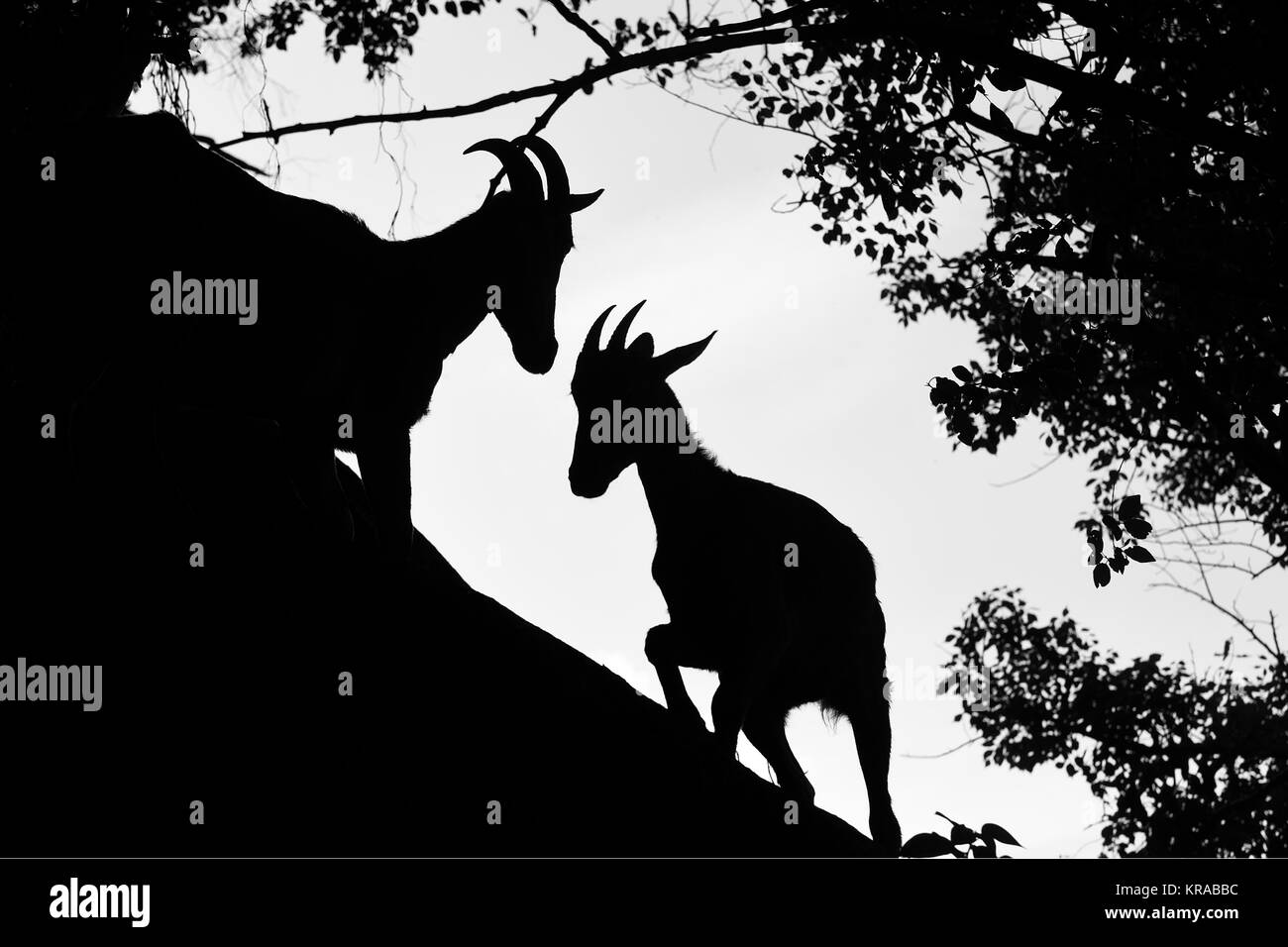 L'image de Nilgiri tahr (Nilgiritragus hylocrius) à Valparai, Tamil Nadu, Inde Banque D'Images