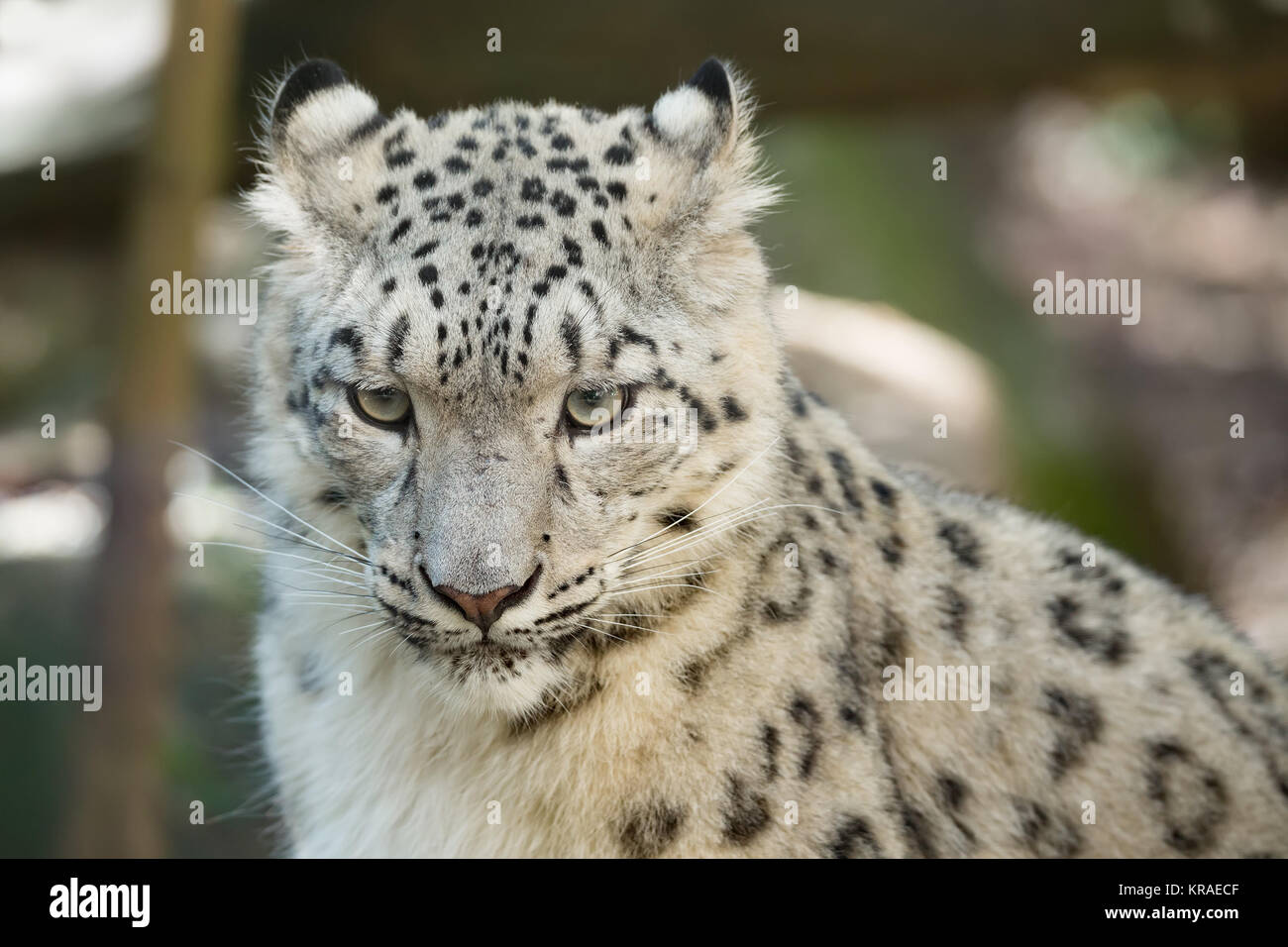 Snow Leopard, Uncia uncia Irbis Banque D'Images