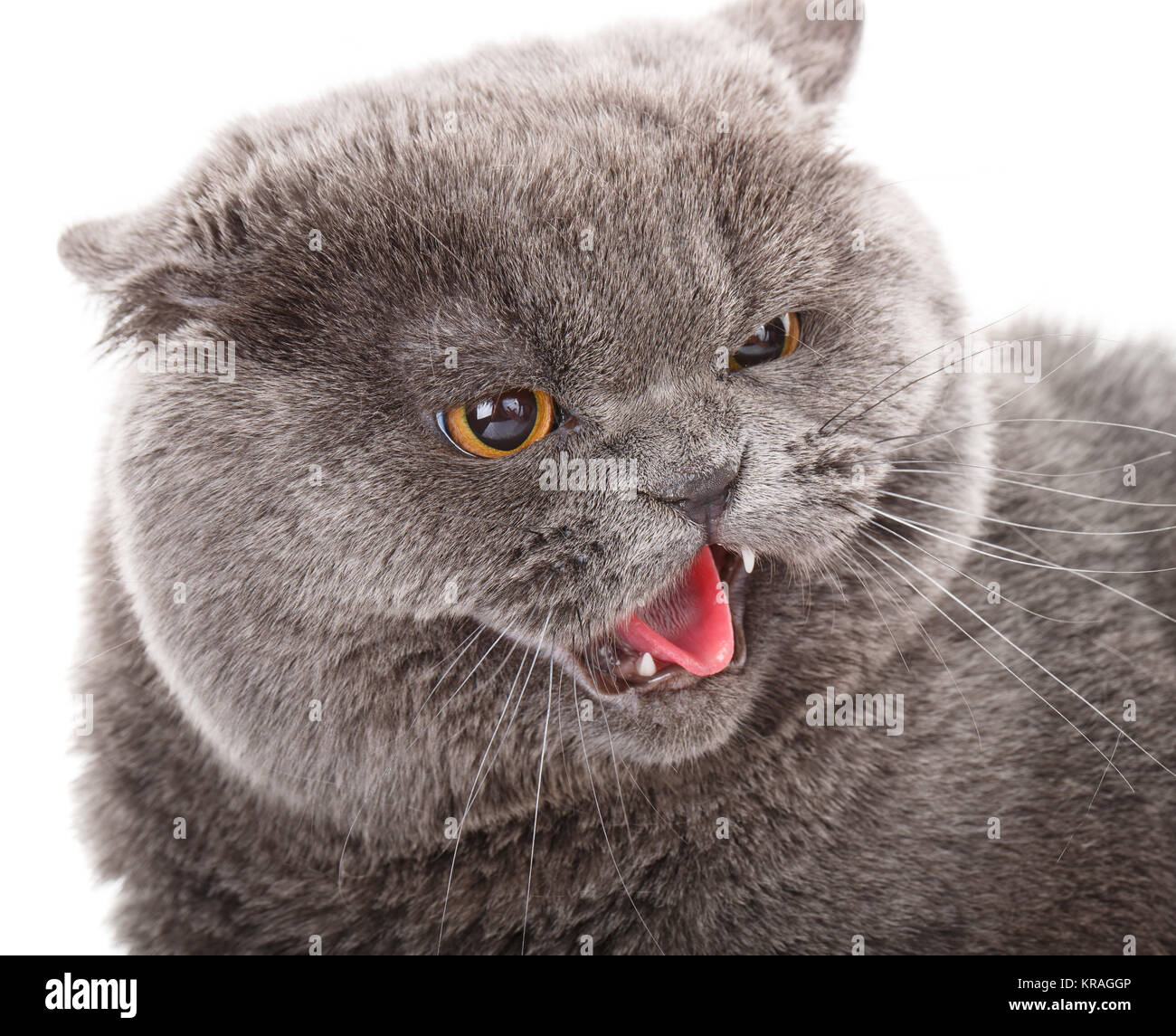 Portrait Chat Gris British Tout Droit Avec Les Yeux Jaune