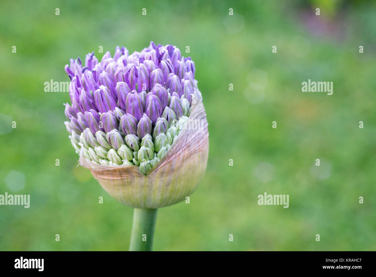 Allium Banque D'Images