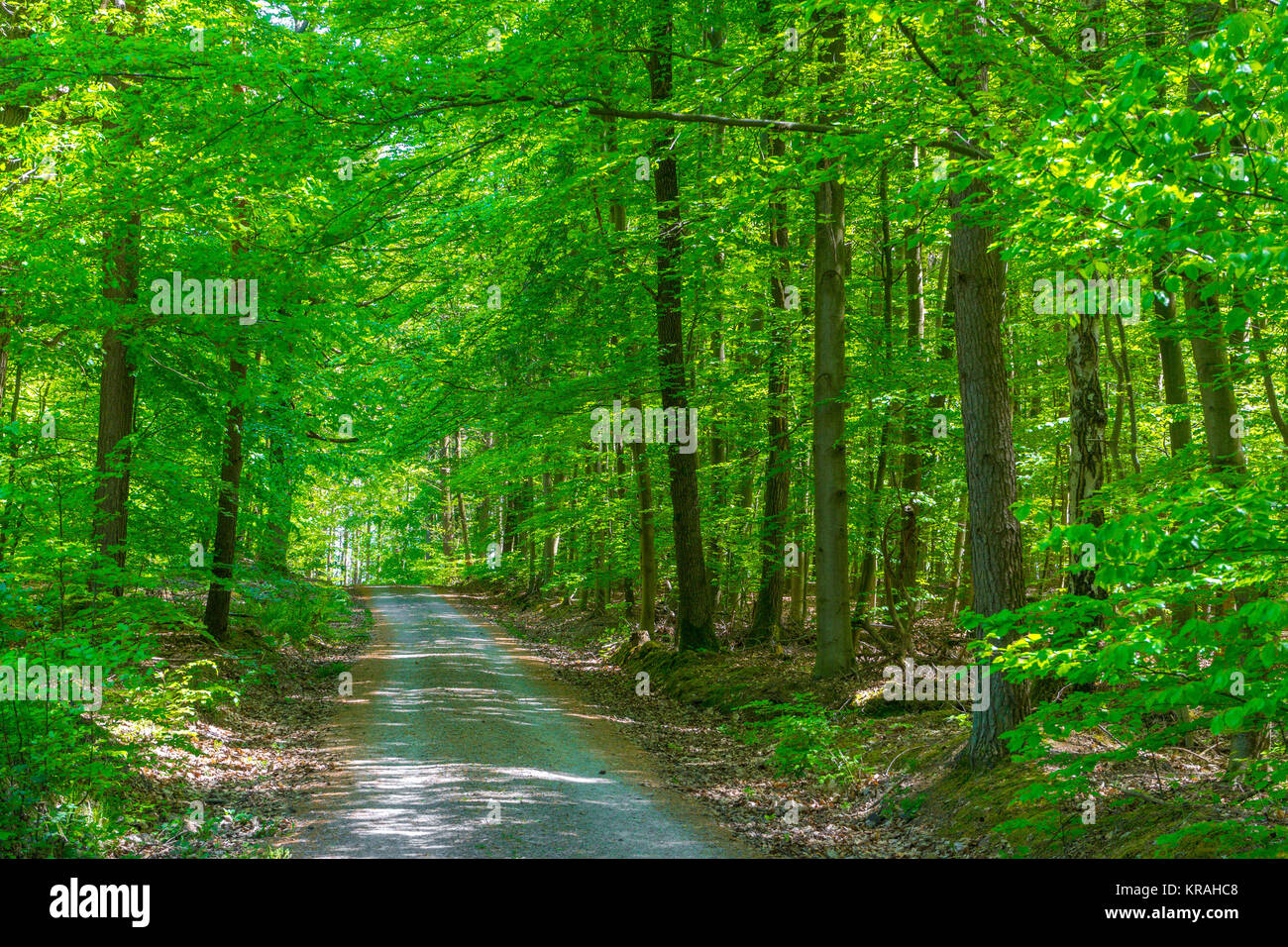 chemin forestier Banque D'Images