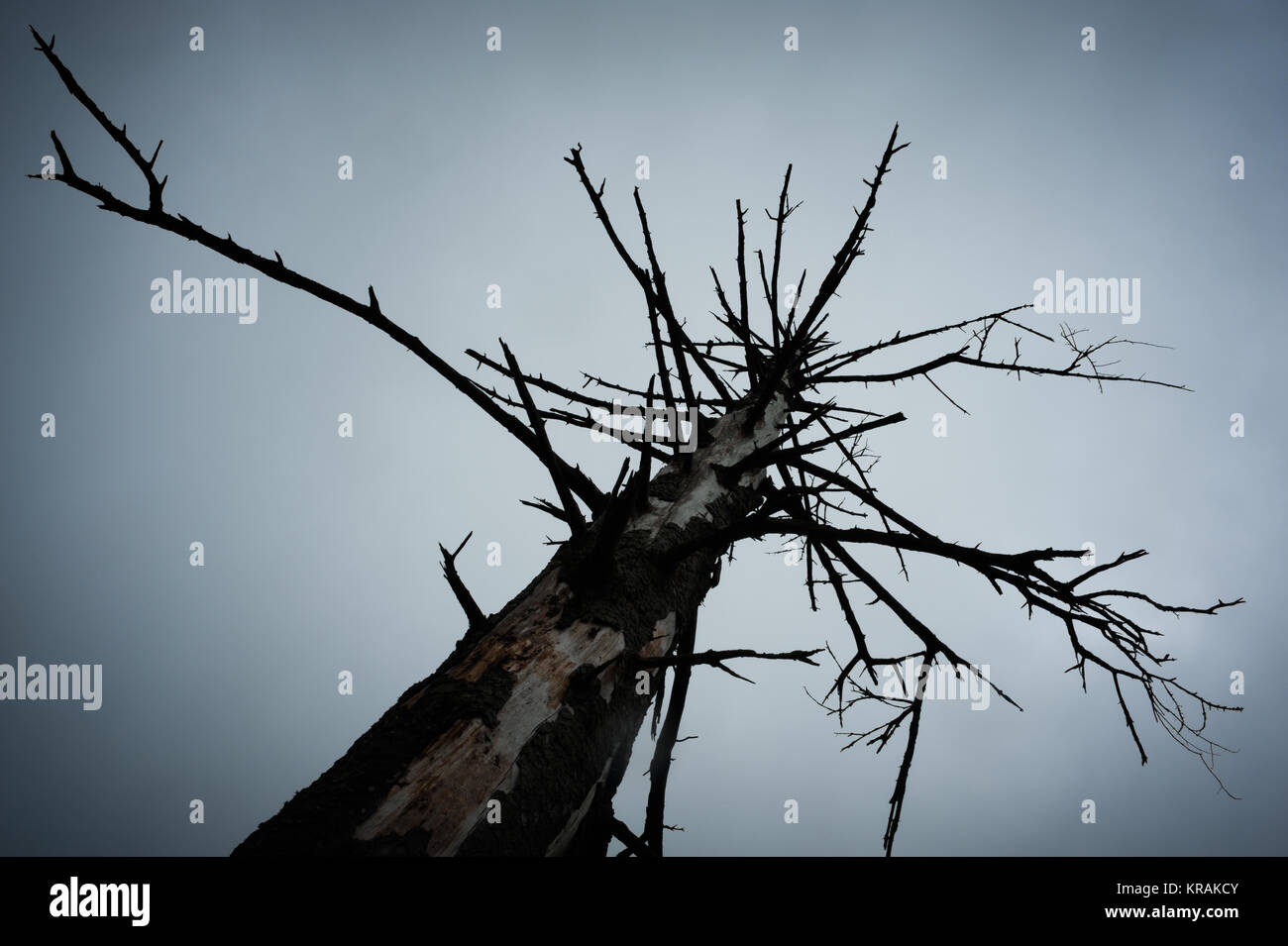 Un arbre de pins morts est presque silhouetted against a moody sky sur la plage à Bowen Island, en Colombie-Britannique. Banque D'Images