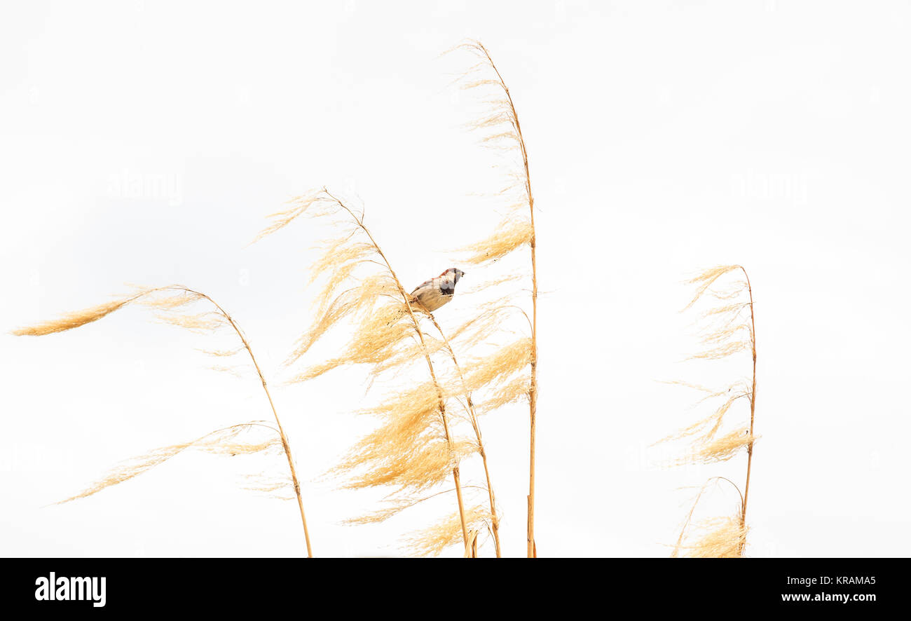 Photo d'oiseaux pittoresque, un moineau perché sur l'herbe de la Pampa d'or à sec avec de la nourriture dans sa bouche avec un fond blanc. Banque D'Images
