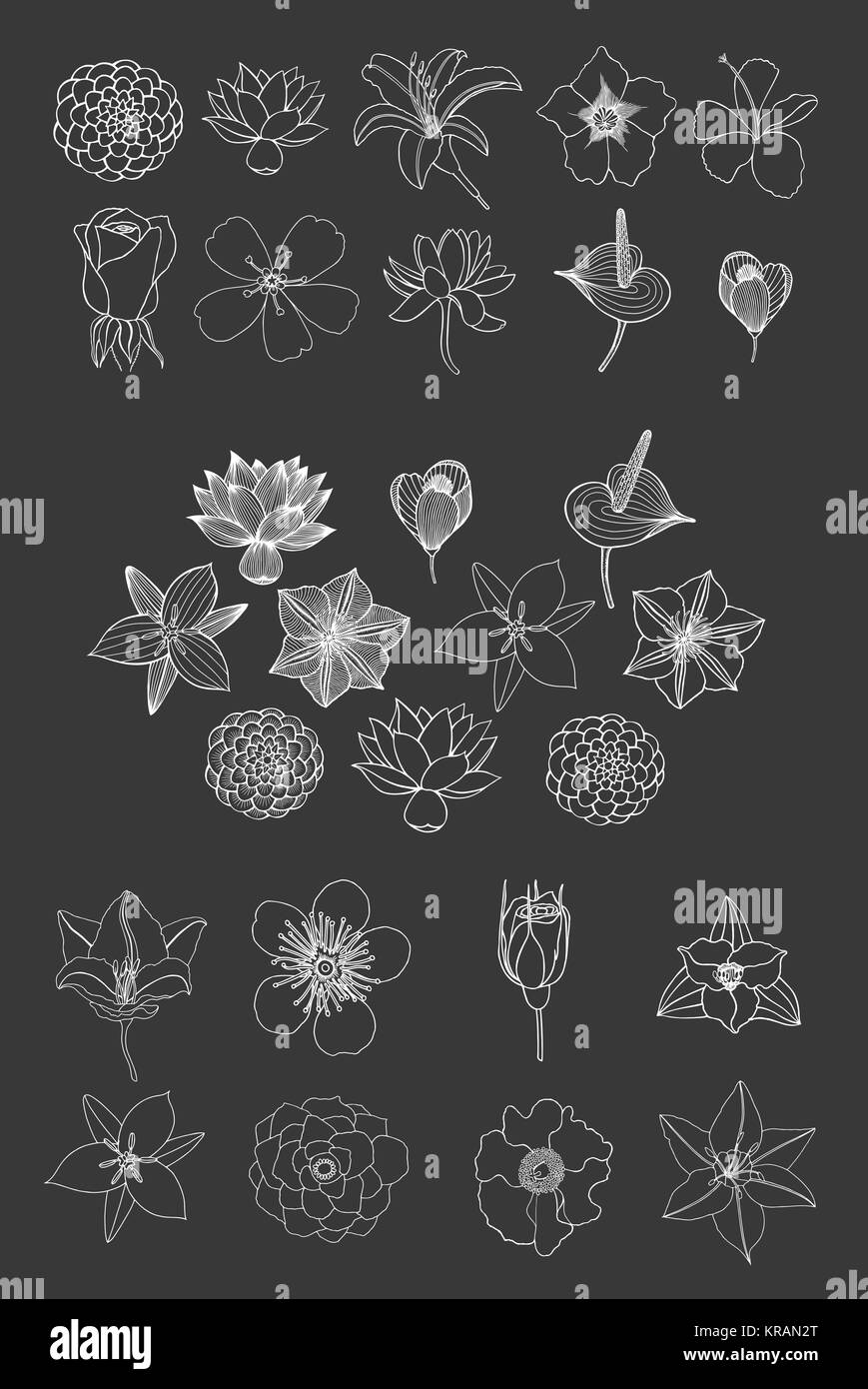 Des fleurs. Croquis dessinés à la main série fleur