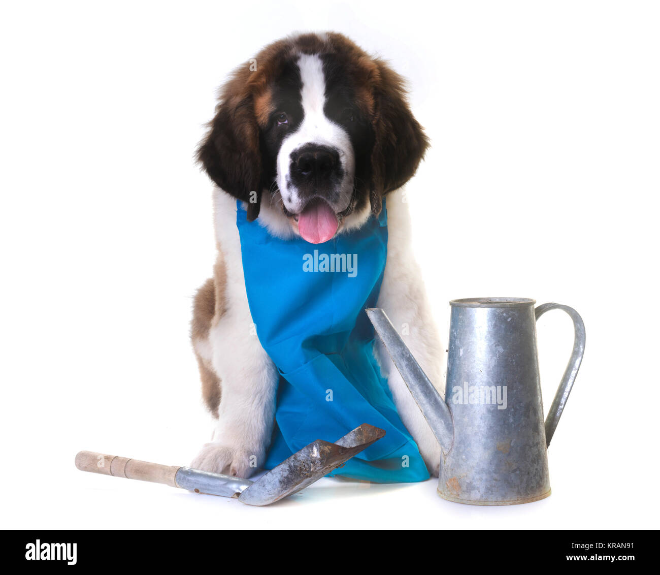 Chiot saint Bernard gardener in front of white background Banque D'Images