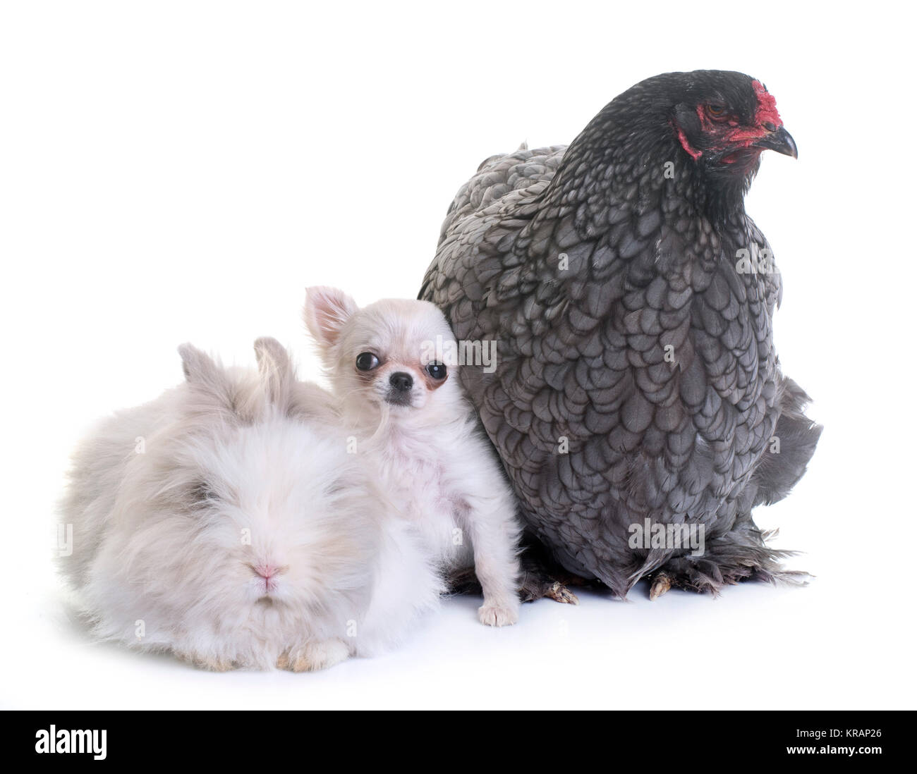 Brahma poulet, lapin et chiot chihuahua en studio Banque D'Images