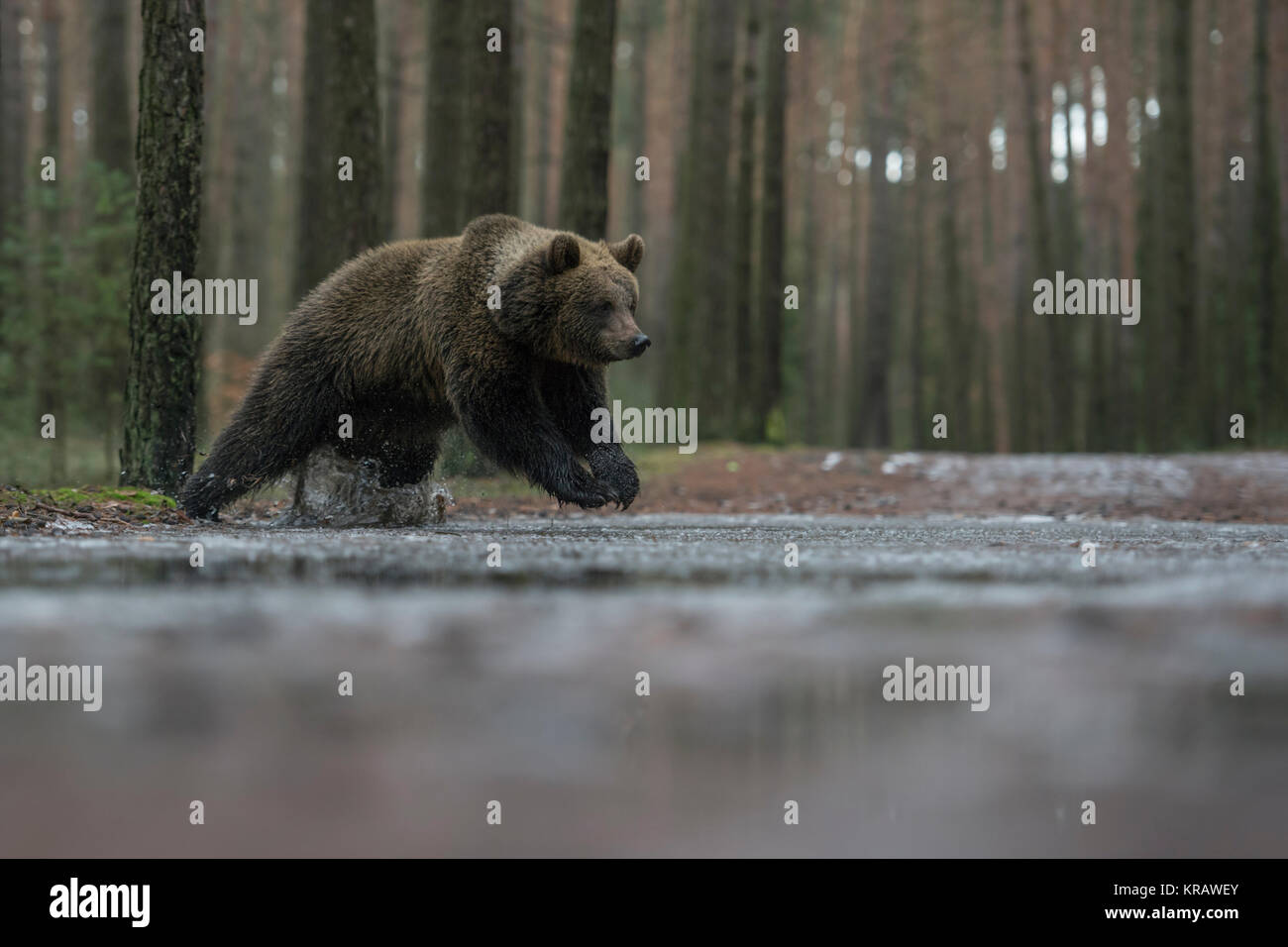 Ours brun eurasien ( Ursus arctos ), les jeunes adolescents, CUB, courir, sauter par le biais d'une flaque, traversée d'une route forestière en hiver, l'Europe. Banque D'Images