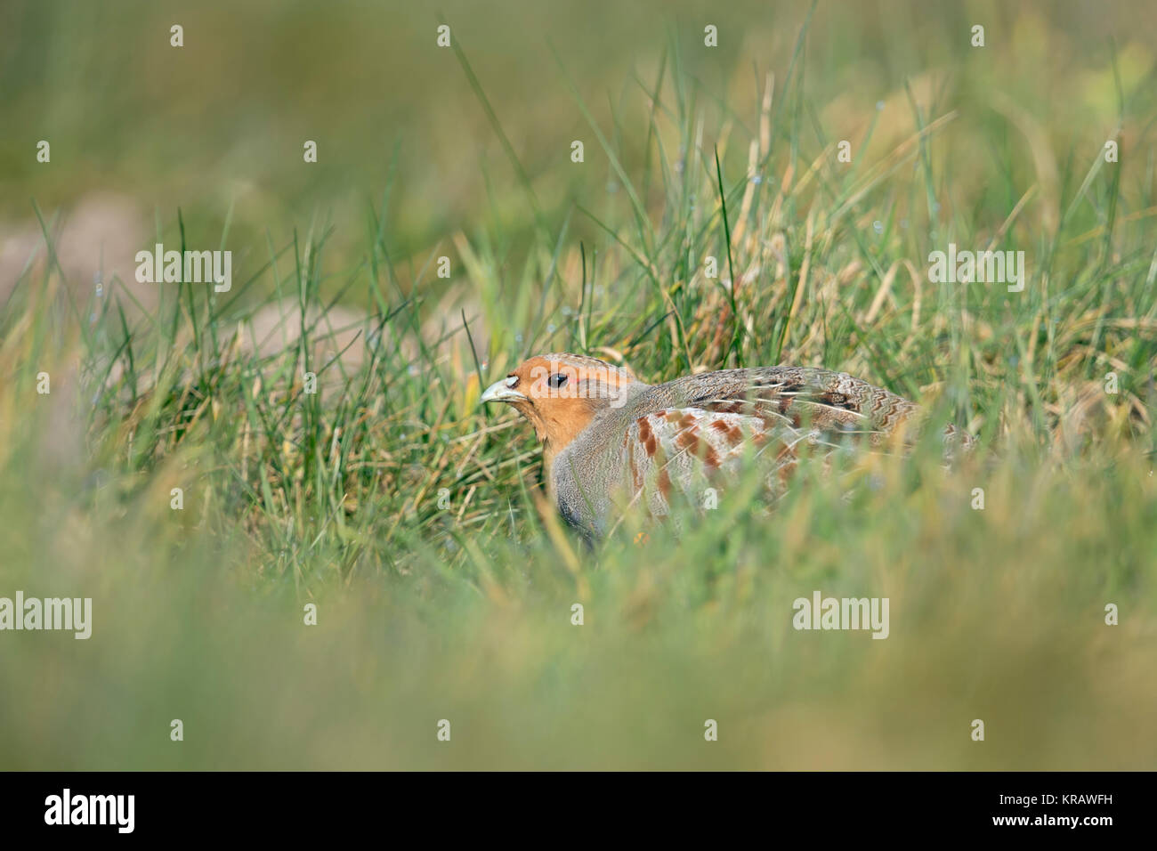 La perdrix grise (Perdix perdix ), assis, se cachant dans un pré, oiseau rare de champs ouverts et de terres agricoles, threatend par intensive, de la faune, de l'Europe Banque D'Images