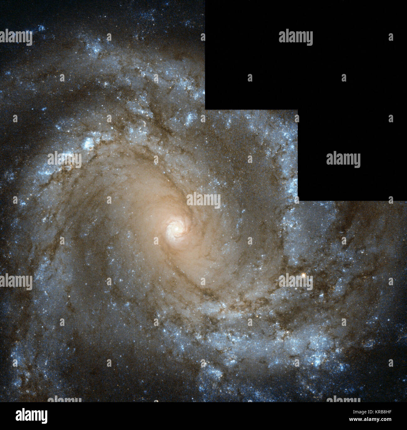 La NASA/ESA Hubble Space Telescope a capturé cette image de galaxie spirale voisine Messier 61, également connu sous le nom de NGC 4303. La galaxie, situé à seulement 55 millions d'années-lumière de la Terre, est à peu près la taille de la Voie Lactée, avec un diamètre d'environ 100 000 années-lumière. La galaxie est remarquable pour une raison particulière - six supernovae ont été observées à l'intérieur de Messier 61, un total qui le place dans le haut de la poignée de galaxies aux côtés de Messier 83, également avec six, et NGC 6946, avec un total de neuf observé de supernovae. Dans cette image de Hubble la galaxie est vue de face comme si posant pour une Banque D'Images