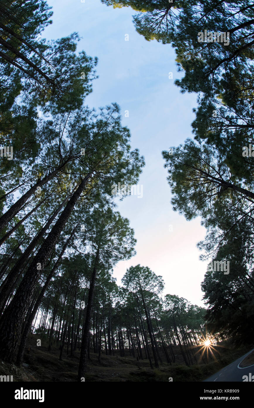 L'image de paysage aux pins à Kotdwar, Uttarakhand, Inde Banque D'Images