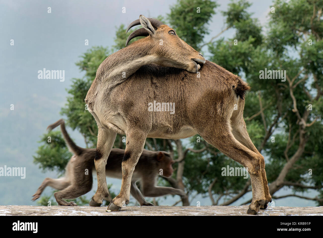 L'image de Nilgiri tahr (Nilgiritragus hylocrius) à Valparai, Tamil Nadu, Inde Banque D'Images