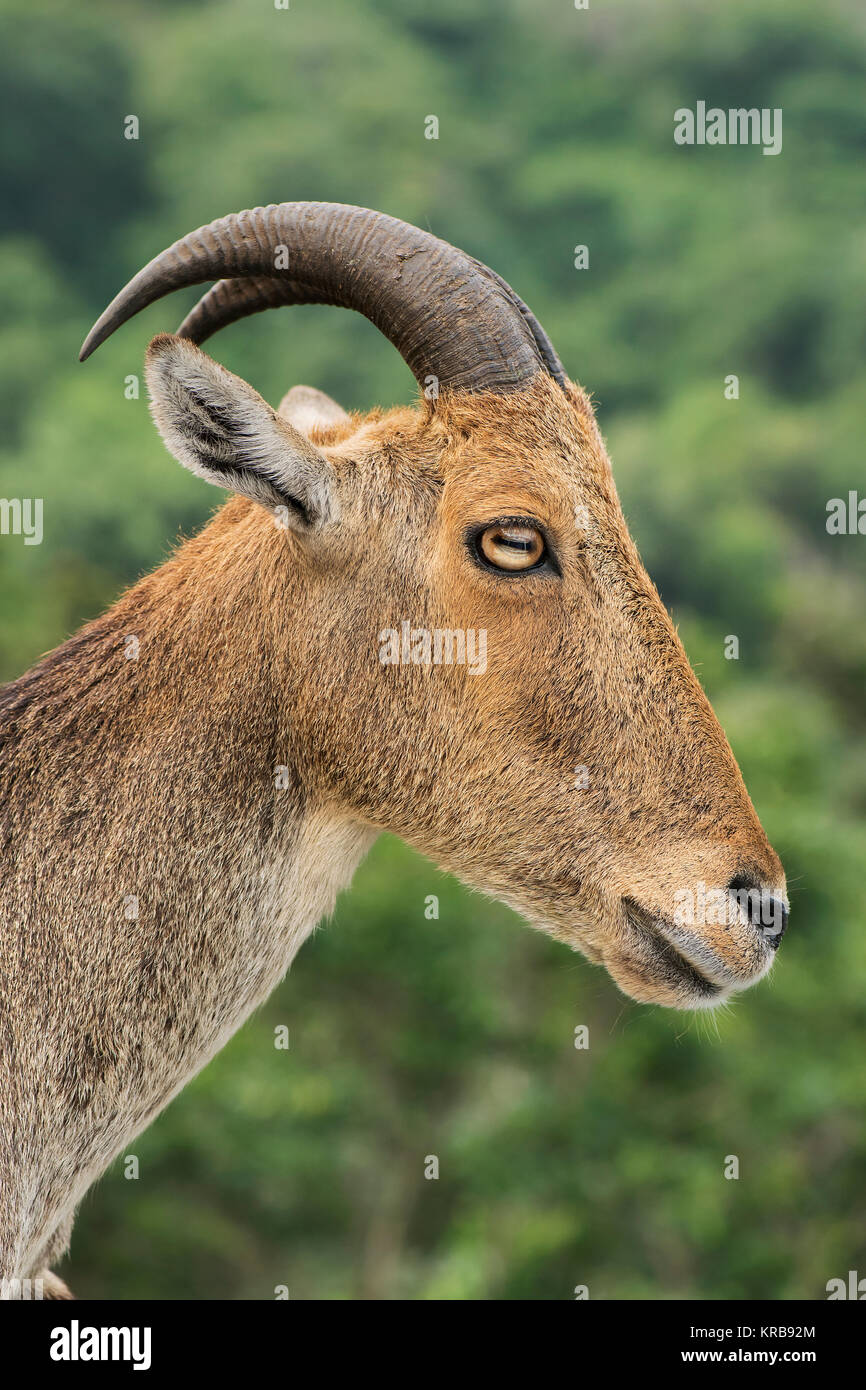 L'image de Nilgiri tahr (Nilgiritragus hylocrius) à Valparai, Tamil Nadu, Inde Banque D'Images