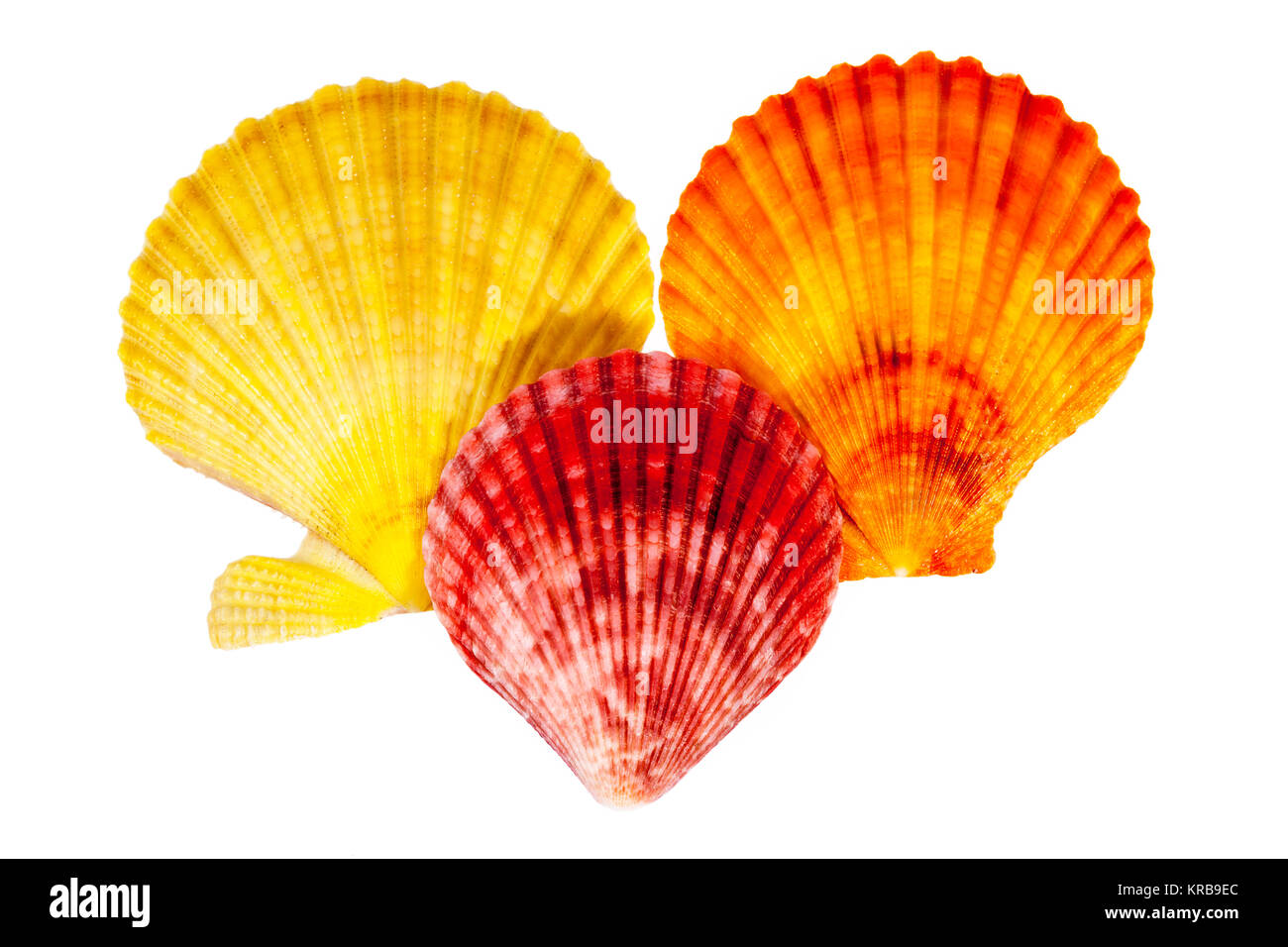 Les coquillages colorés de mollusque isolé sur fond blanc Banque D'Images