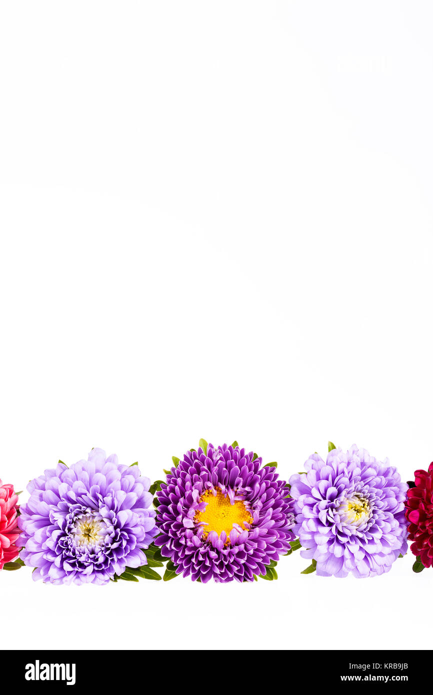 Fleurs Aster colorées isolé sur fond blanc Banque D'Images