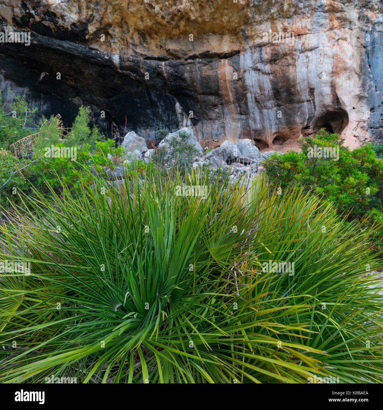 CHAMAEROPS - PALMITO (Chamaerops humilis), l'Abrics de l'Ermita Rock Art, Ulldecona Village, Terres de l'Ebre, Tarragone, Catalogne, Espagne Banque D'Images