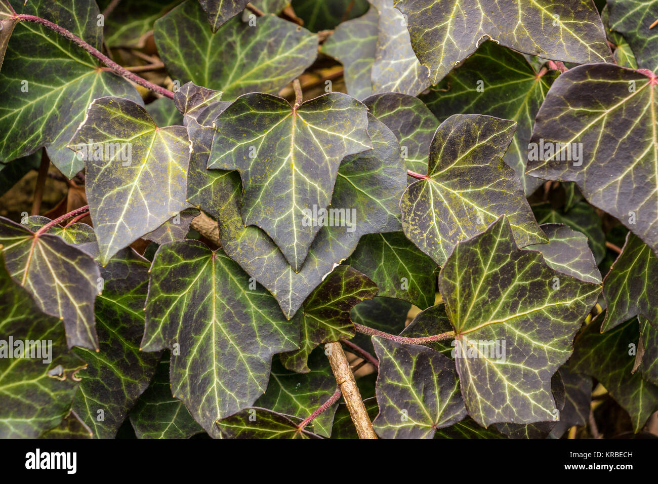 Feuilles de l'herbe sur le sol de la forêt Banque D'Images