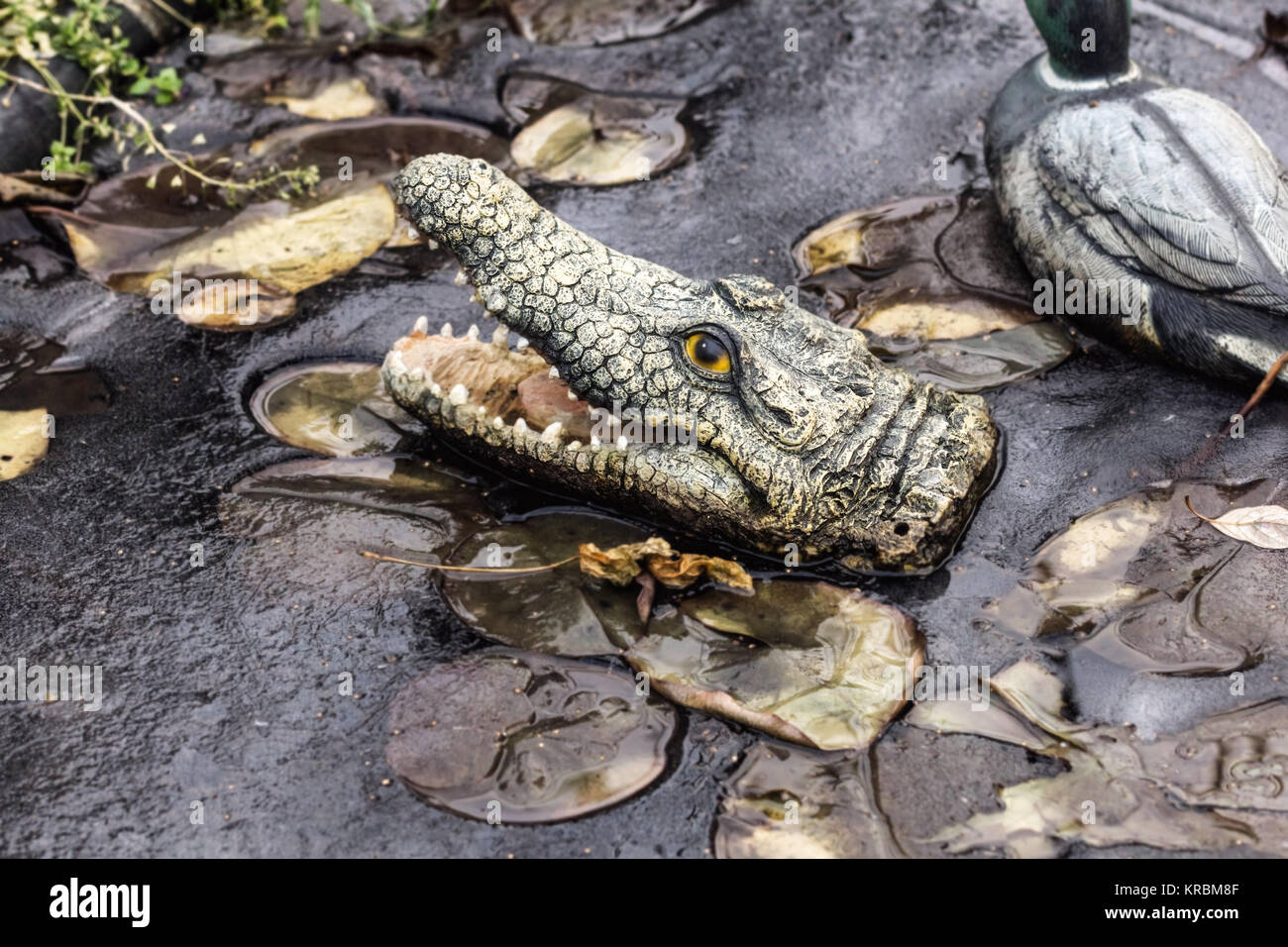Tête de crocodile faux dans les glaces à cold cloudy day in garden Banque D'Images