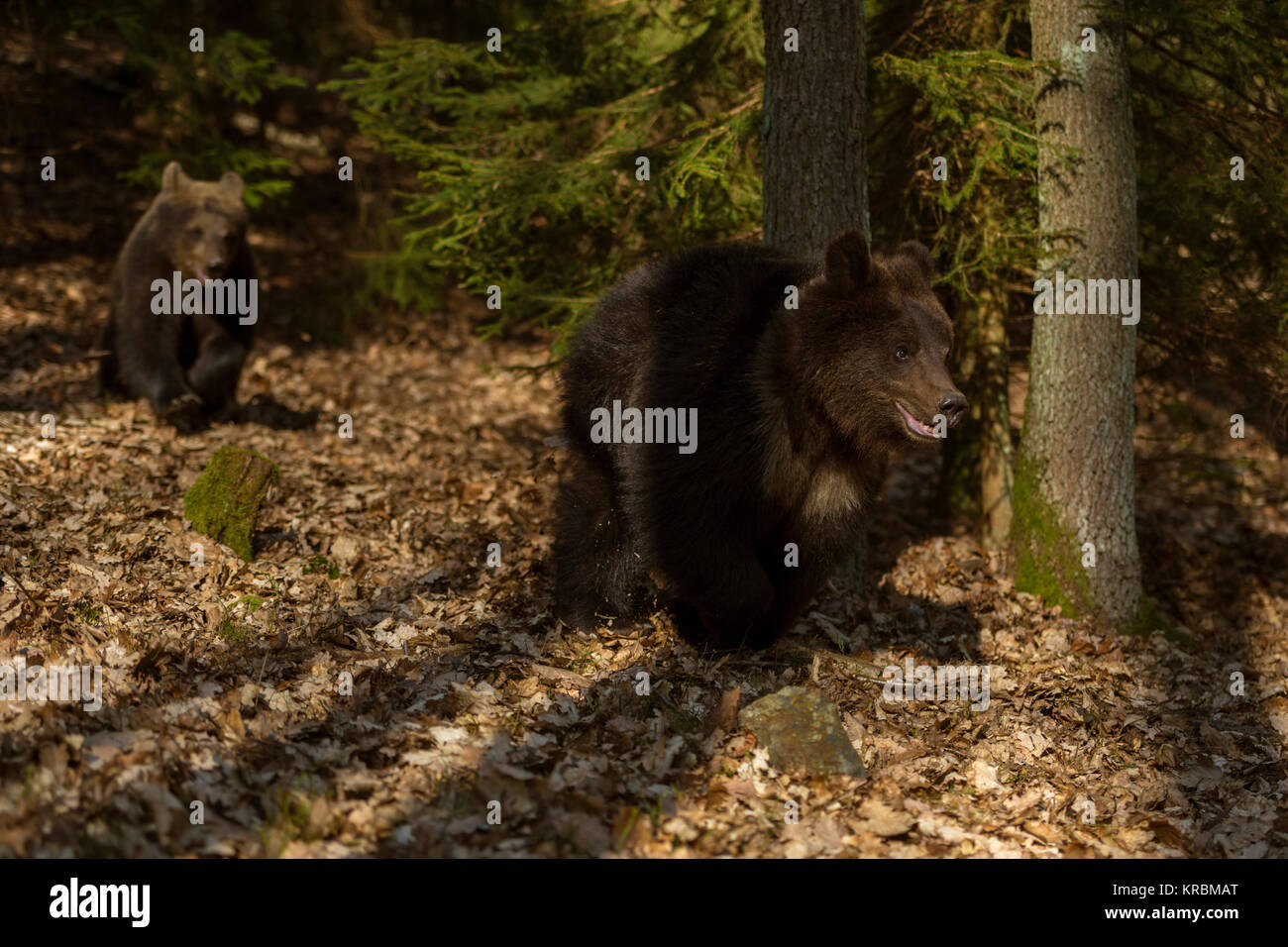 Les ours bruns d'Europe / Europaeische Braunbaeren ( Ursus arctos ), les jeunes Louveteaux, courant à travers un parc naturel de la forêt d'automne, dans la dernière lumière, l'Europe. Banque D'Images