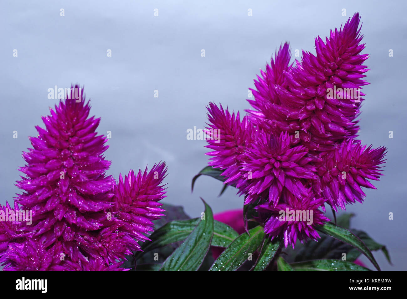 Celosia caracas flowering close-up Banque D'Images