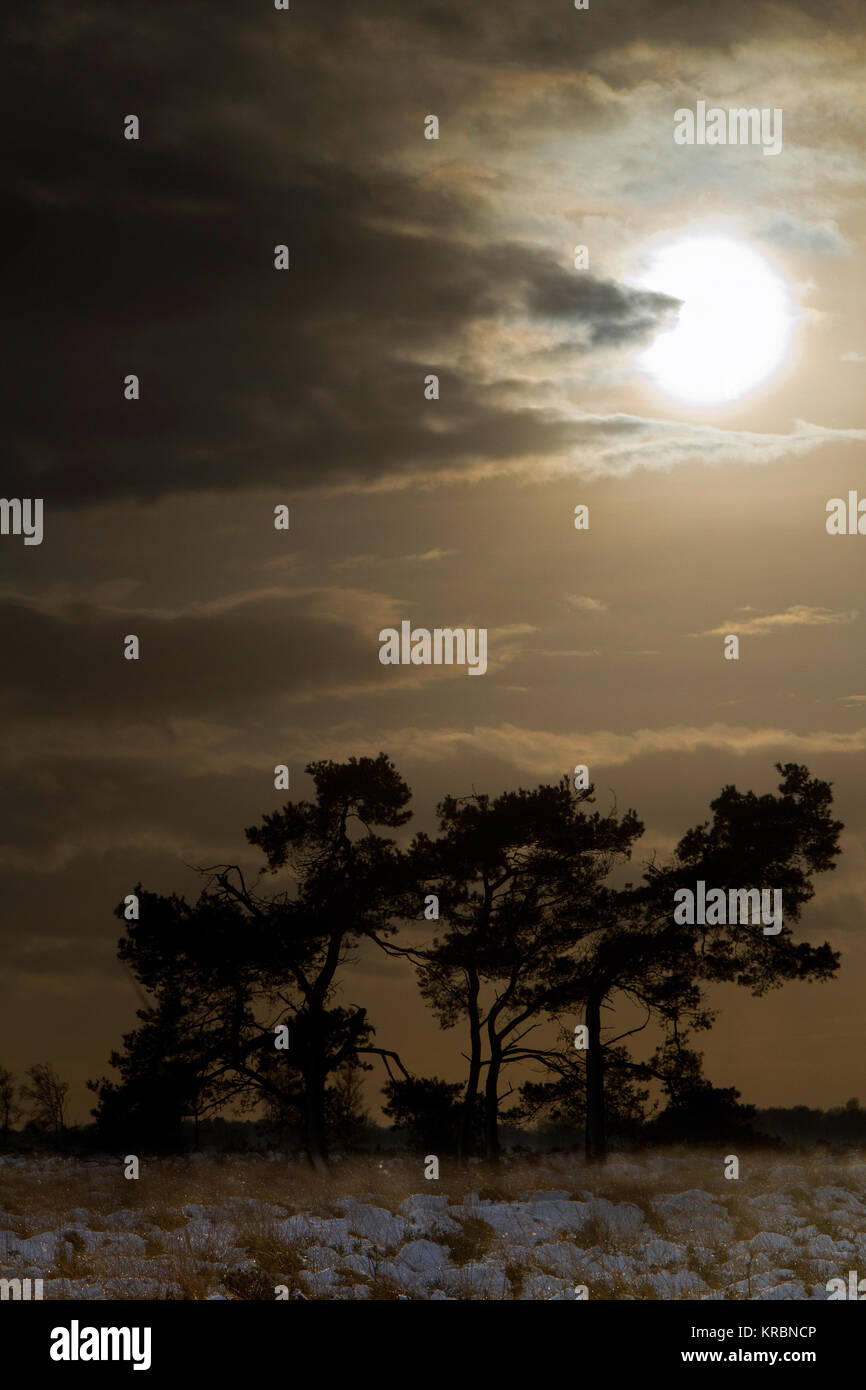 Trois silhouettes de pins sylvestres dans un champ en hiver Banque D'Images