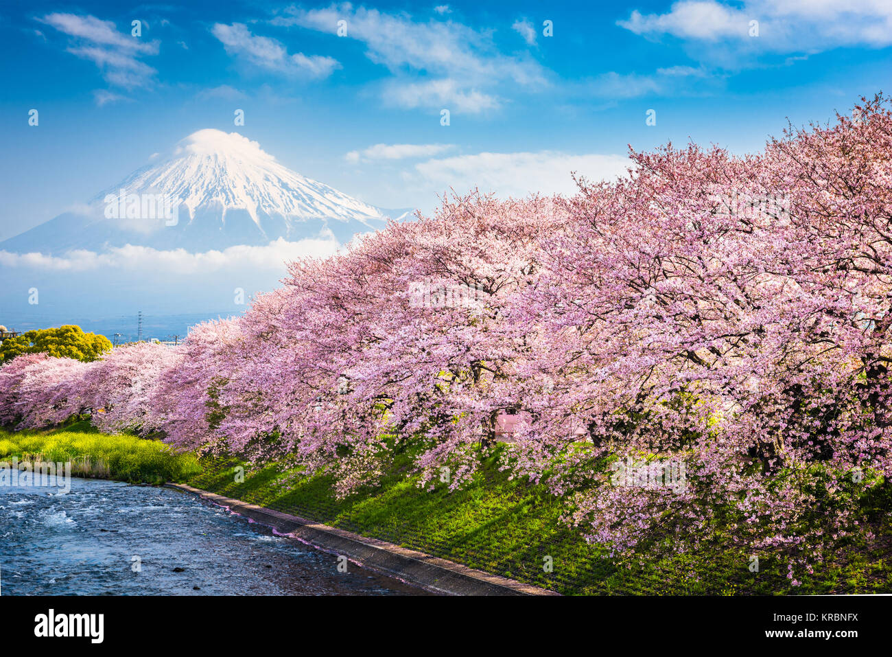 Mt. Fuji, Japon Paysage de printemps. Banque D'Images