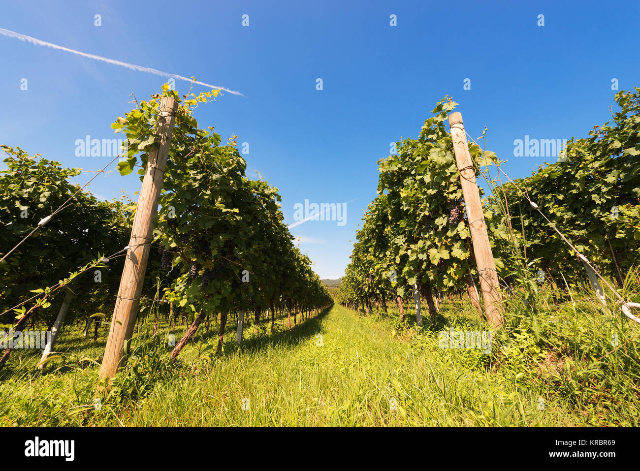 Cépage rouge italien typique de vignes au pied de la colline avec ciel bleu Banque D'Images