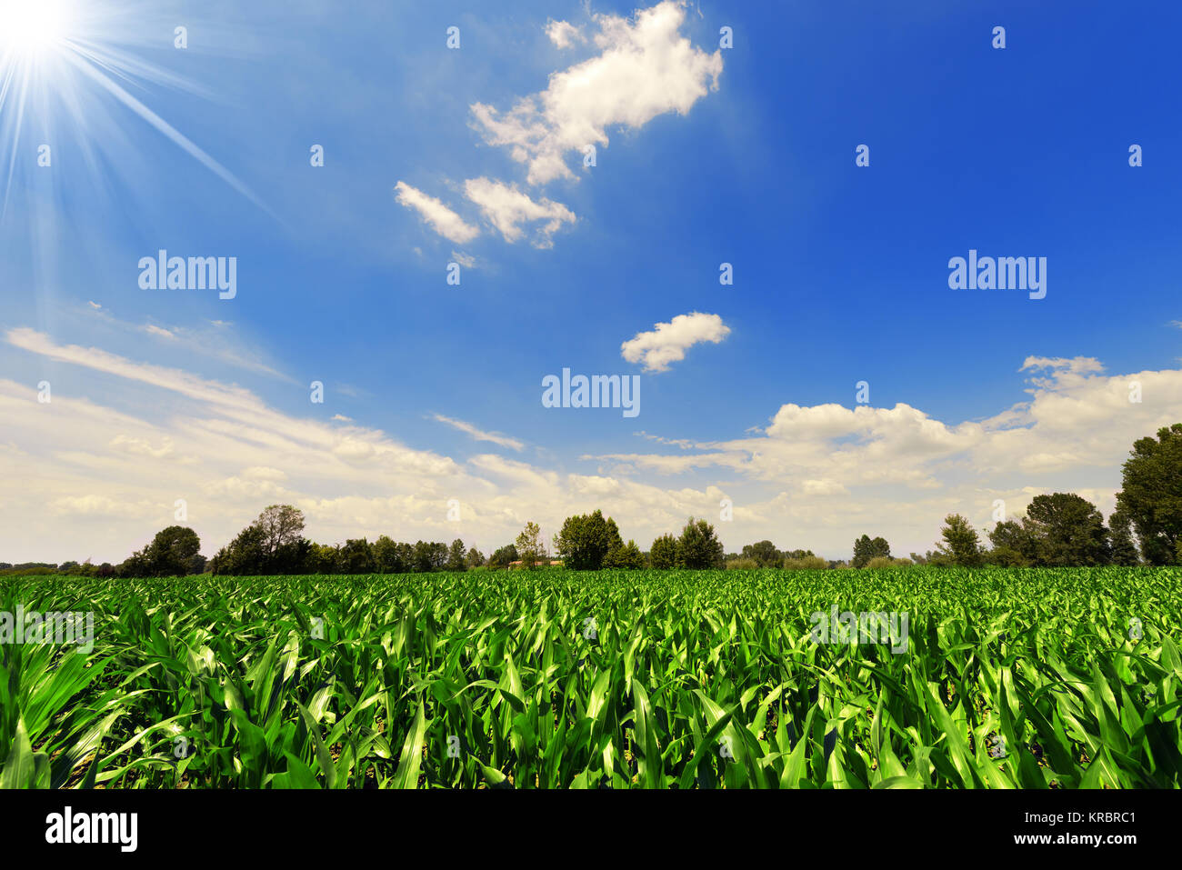 Champ de maïs sous un beau ciel avec nuages et rayons de soleil Banque D'Images