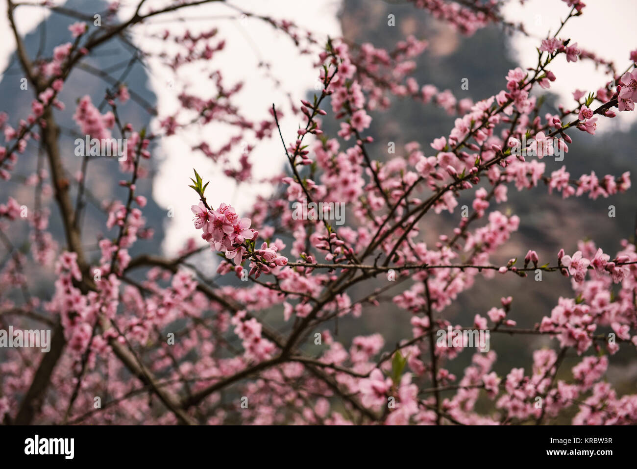 Au printemps dans le parc national de Zhangjiajie en Chine. Banque D'Images