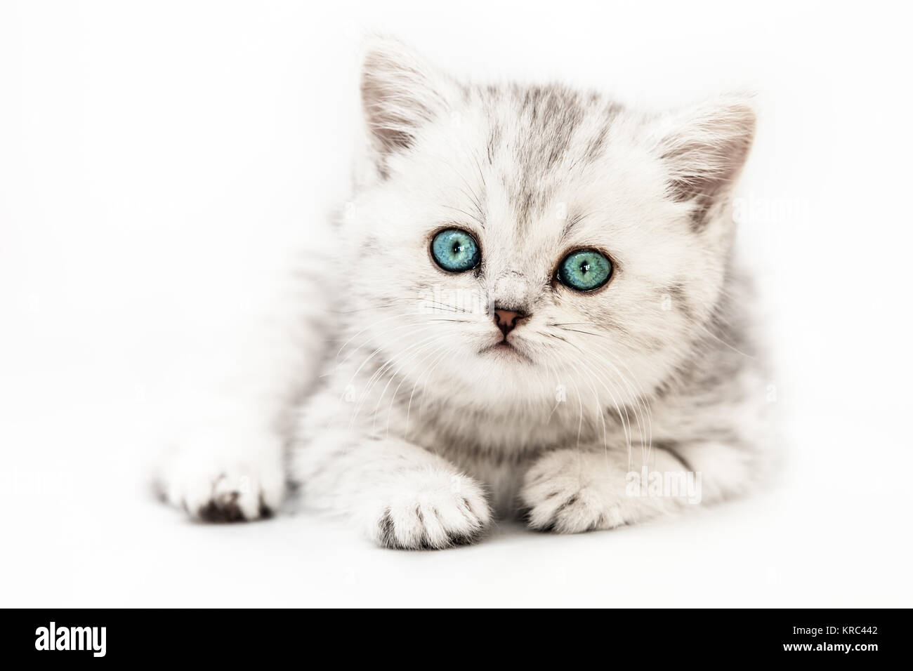 Animal félin animal peu de l'intérieur britannique de silver tabby cat avec les yeux bleu Banque D'Images